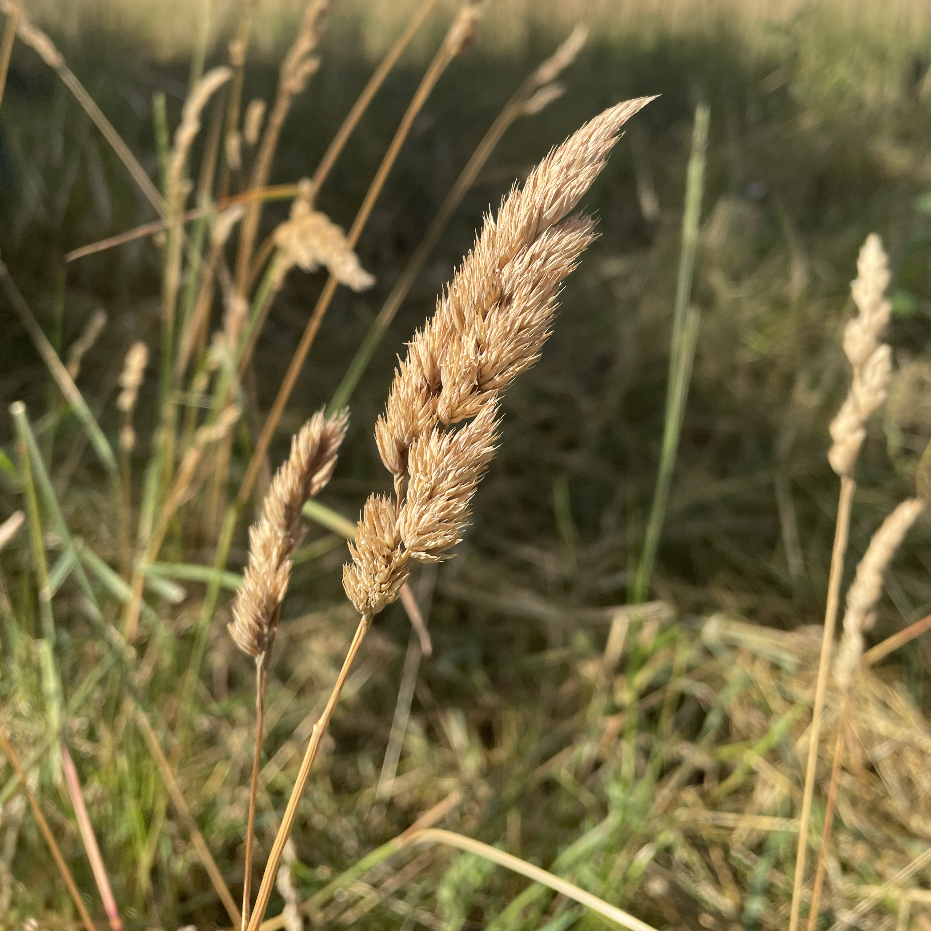 knaulgras-fuer-voegel-wellensittich_nymphensittich-sittiche-koernerbude