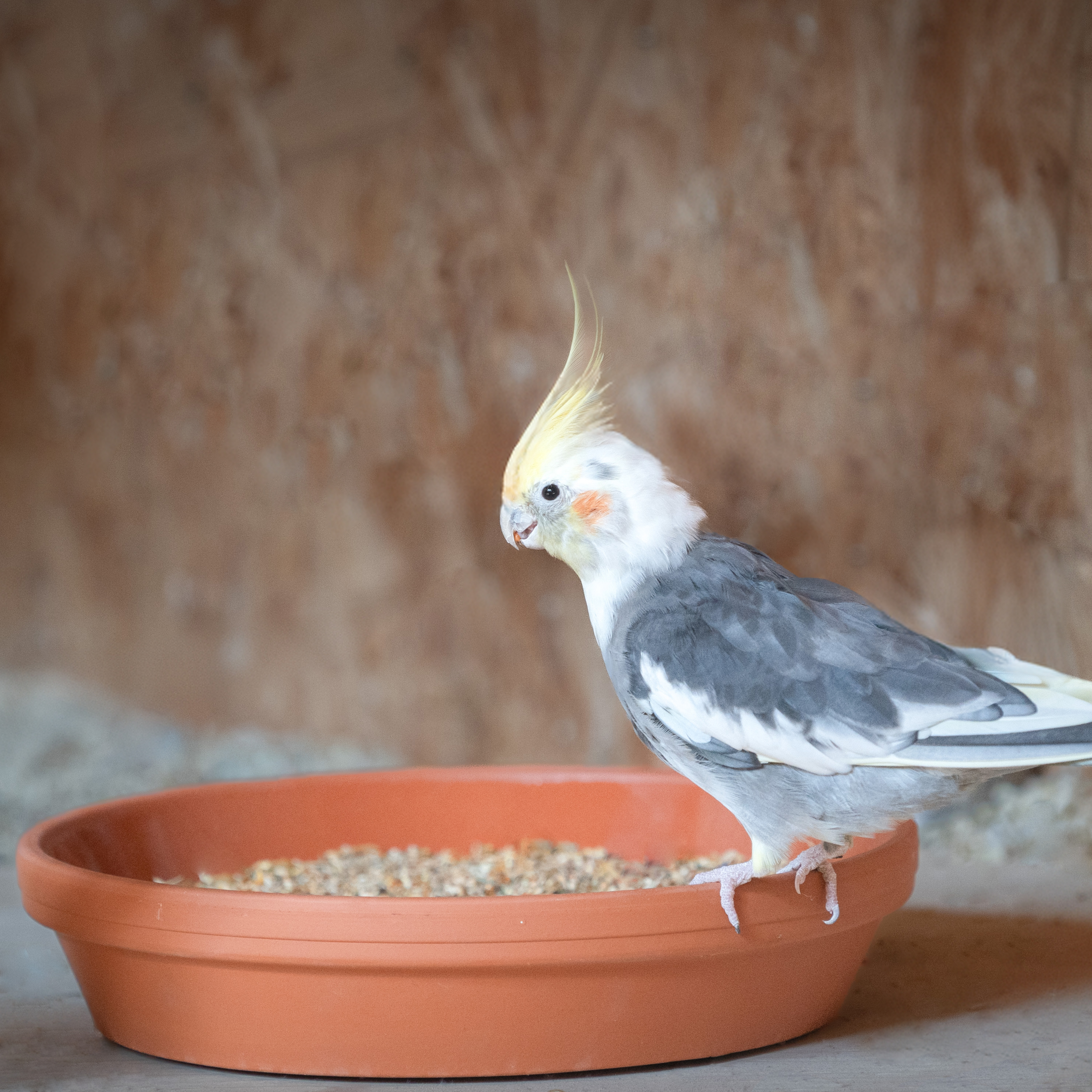 nymphensittichfutter