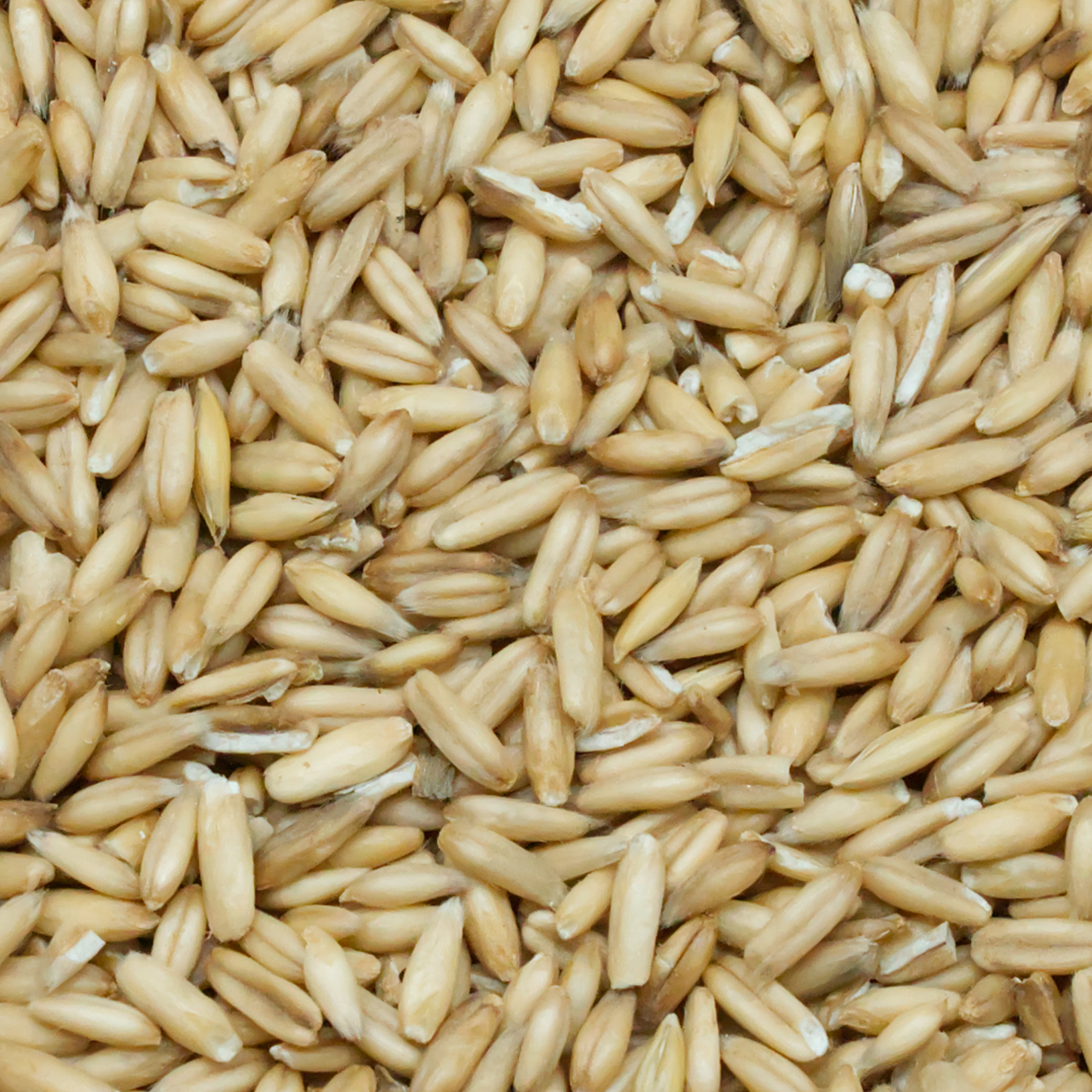 nackthafer-einzelfutter-fuer-v-gel-koernerbude1