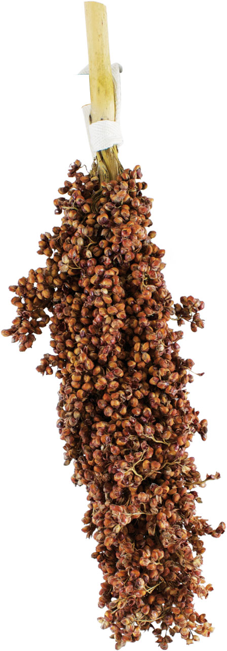 JR Birds Dari-Kolben 100 g