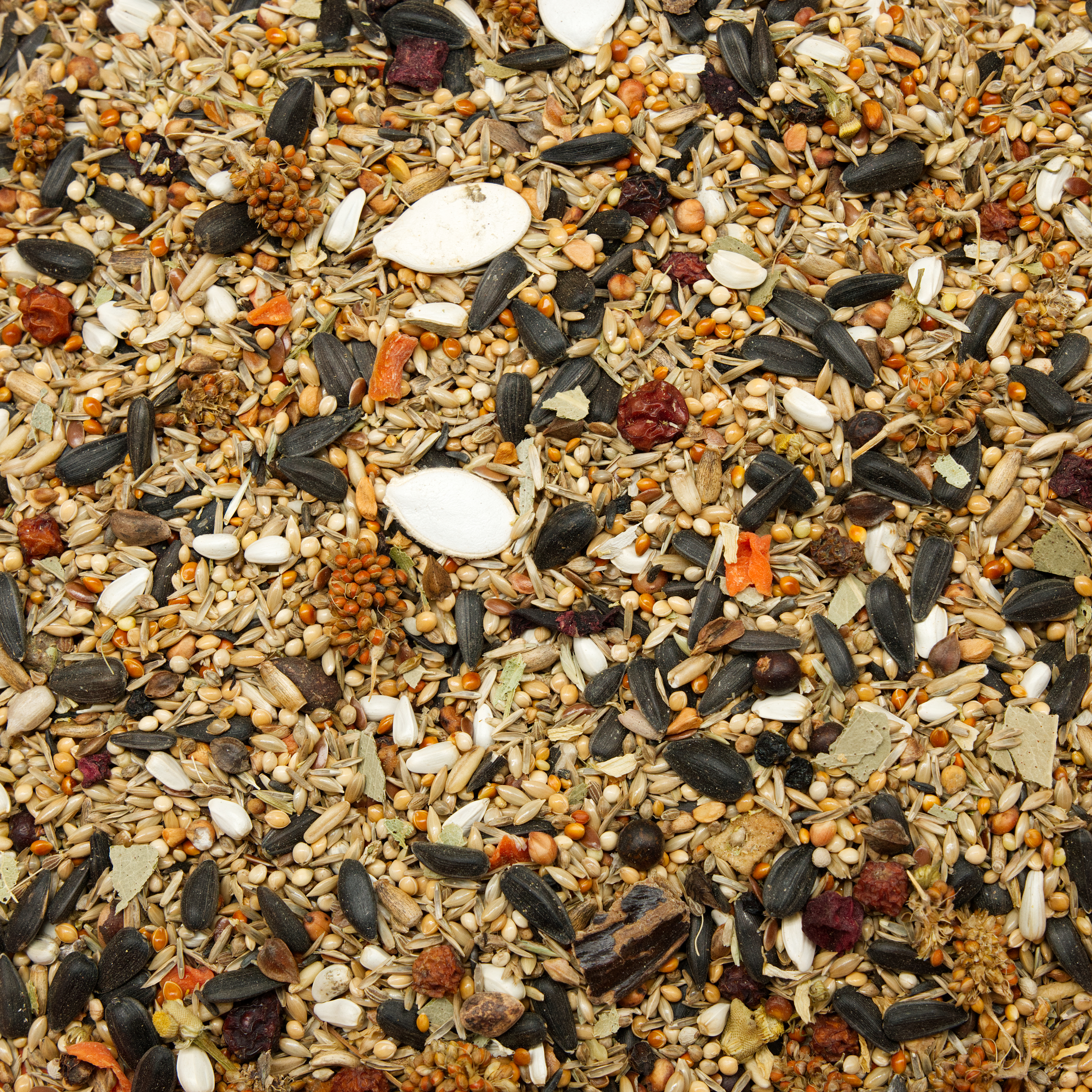 Alexandersittich Spezial