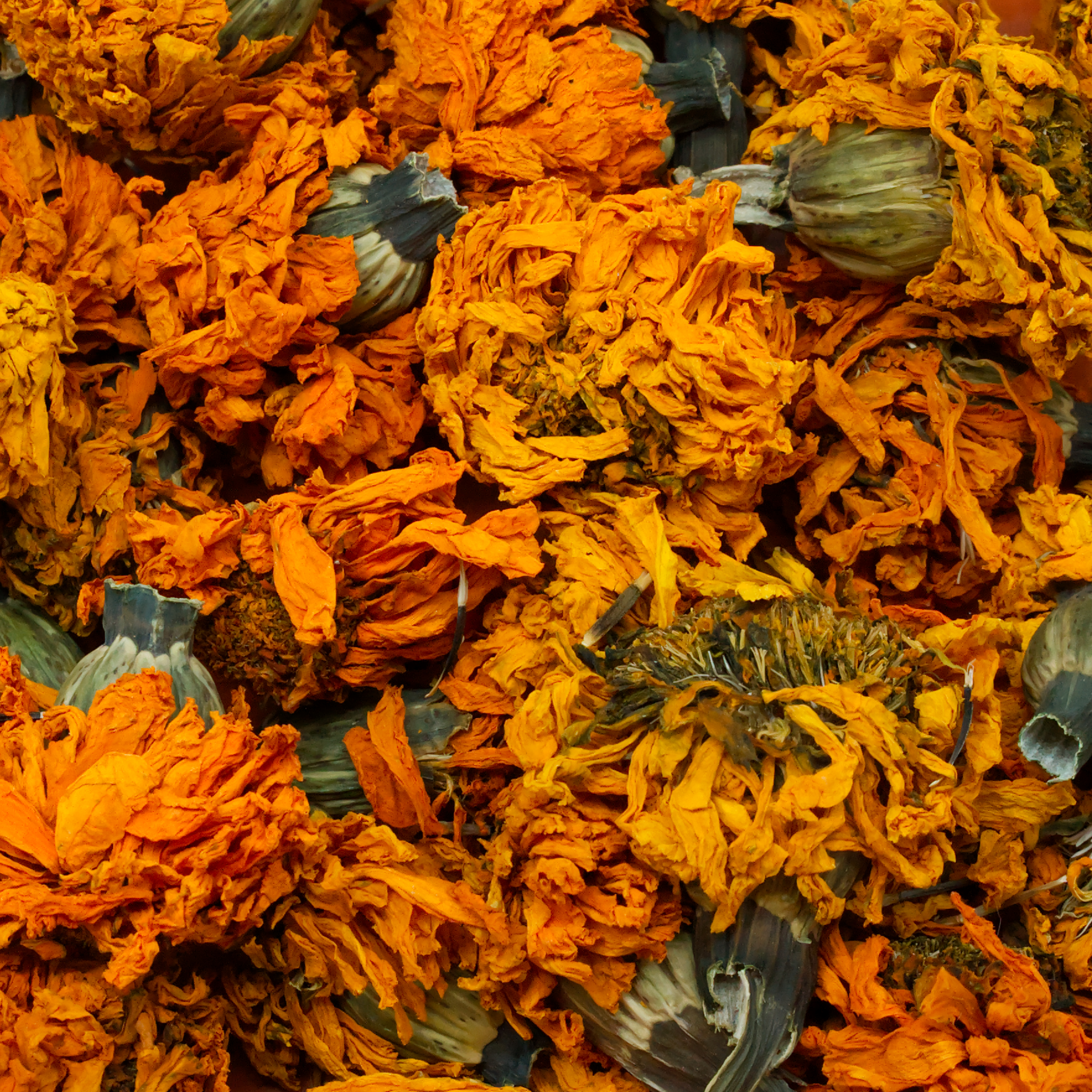 studenblumenblueten-einzelfutter-fuer-voegel-koernerbude1