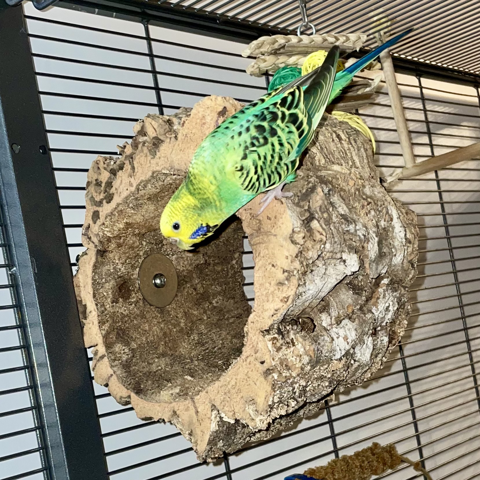 korksitzring-senkrecht-eine-halterung-wellensittiche-nymphensittiche_bild2