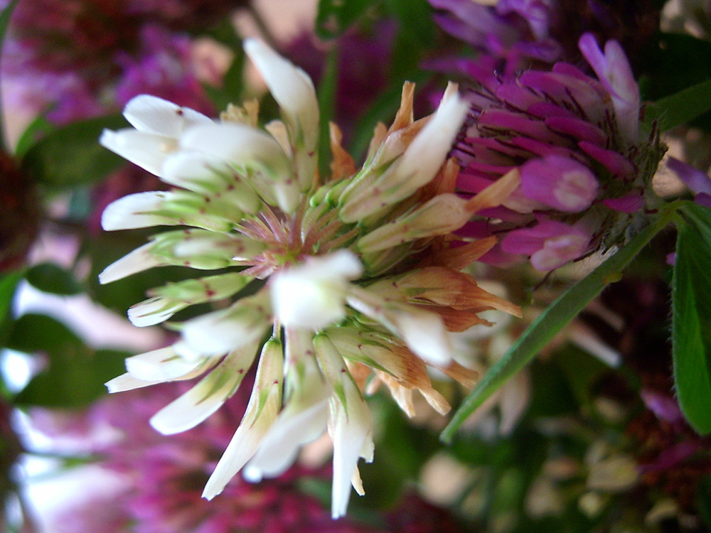 roter-klee-vogelfutter-pflanzen