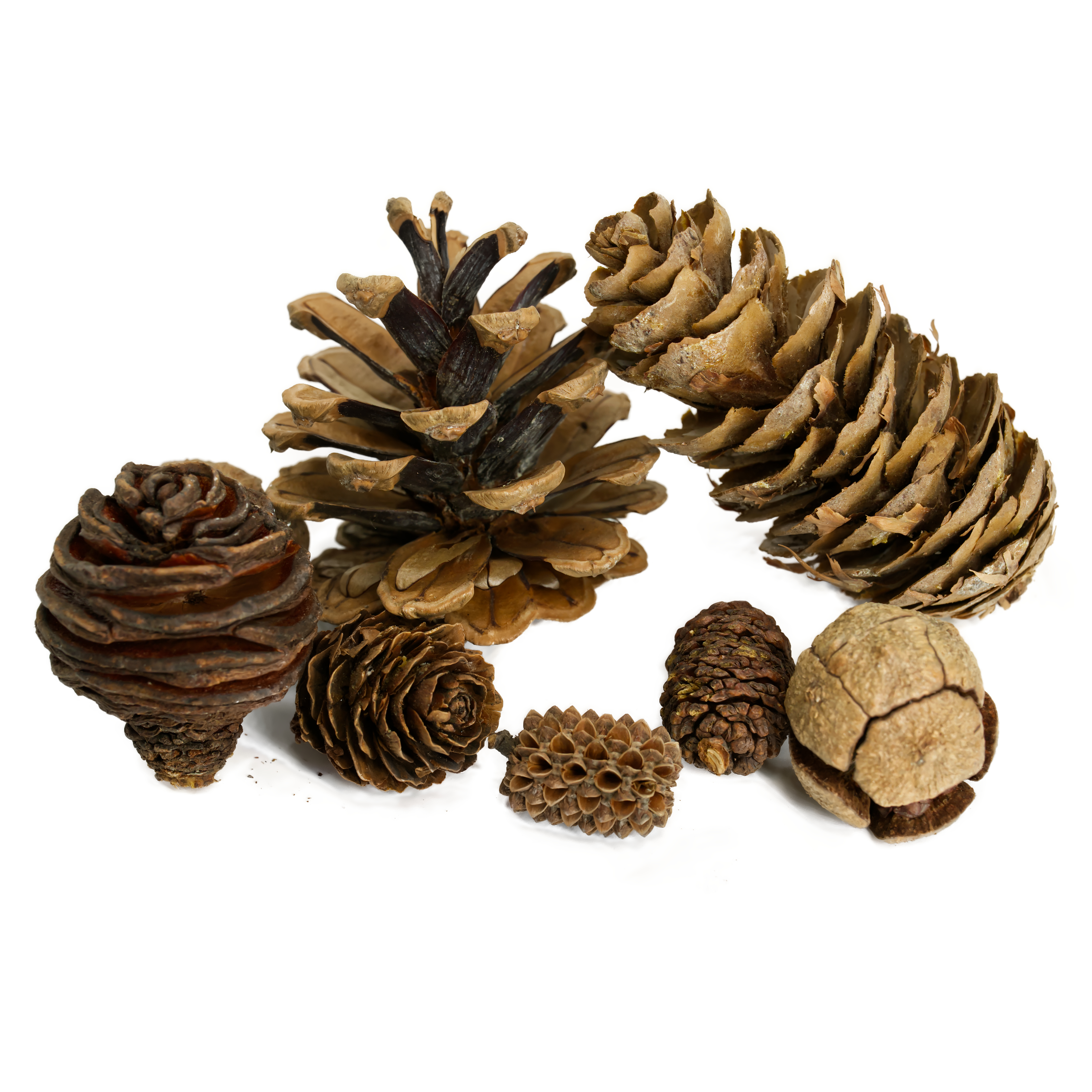 zapfenmischung_als_versteckspiel_oder_bastelspielzeug_fuer_voegel_koernerbude Zapfenmischung 10 Stück