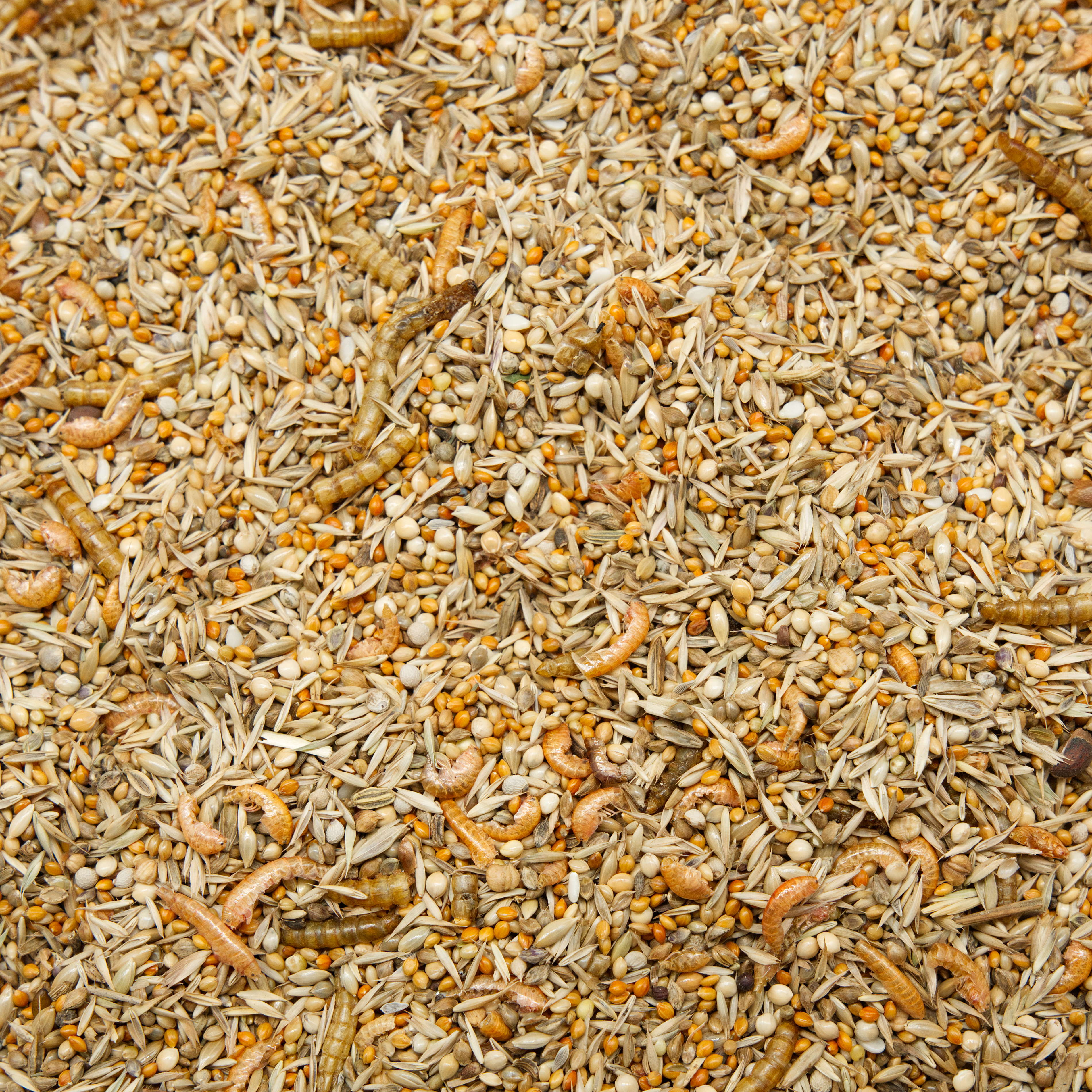 diamantaubenfutter_mit_insekten_koernerbudeOyD6QisCjTMvL