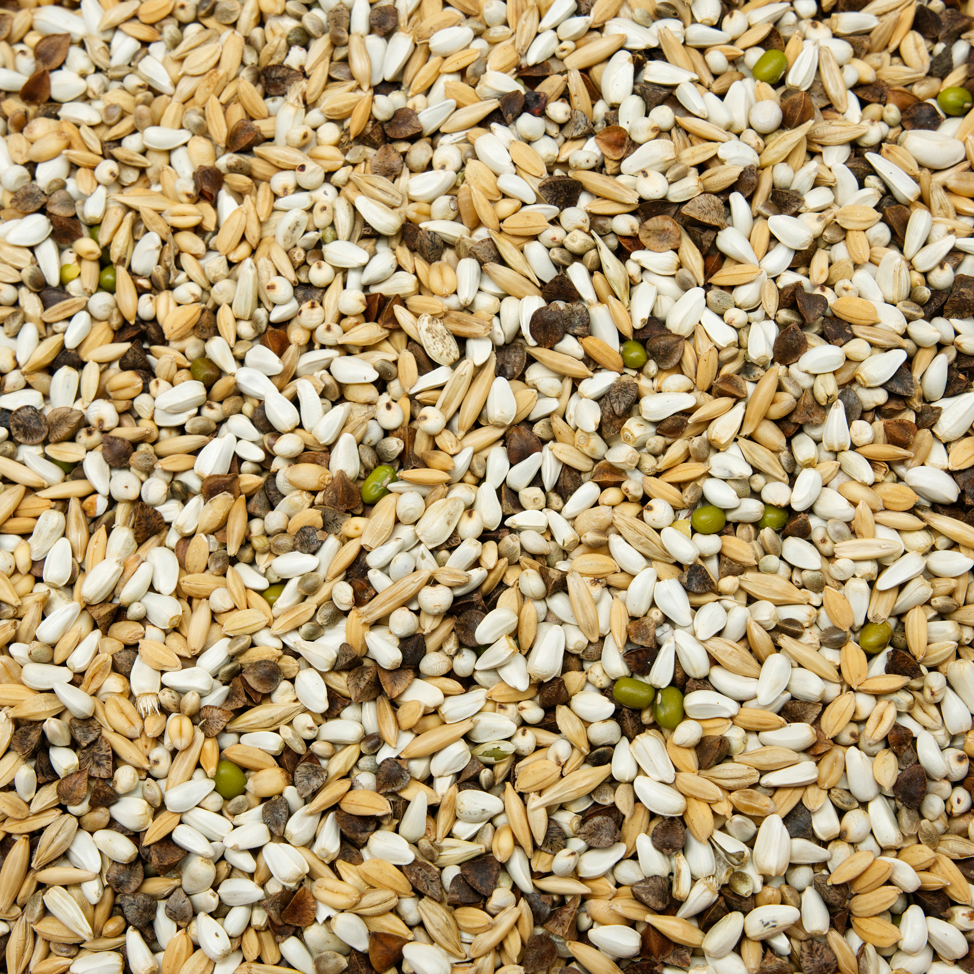 Keimfutter für Papageien