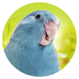 Geeignet-fuer-7-Sperlingspapageien