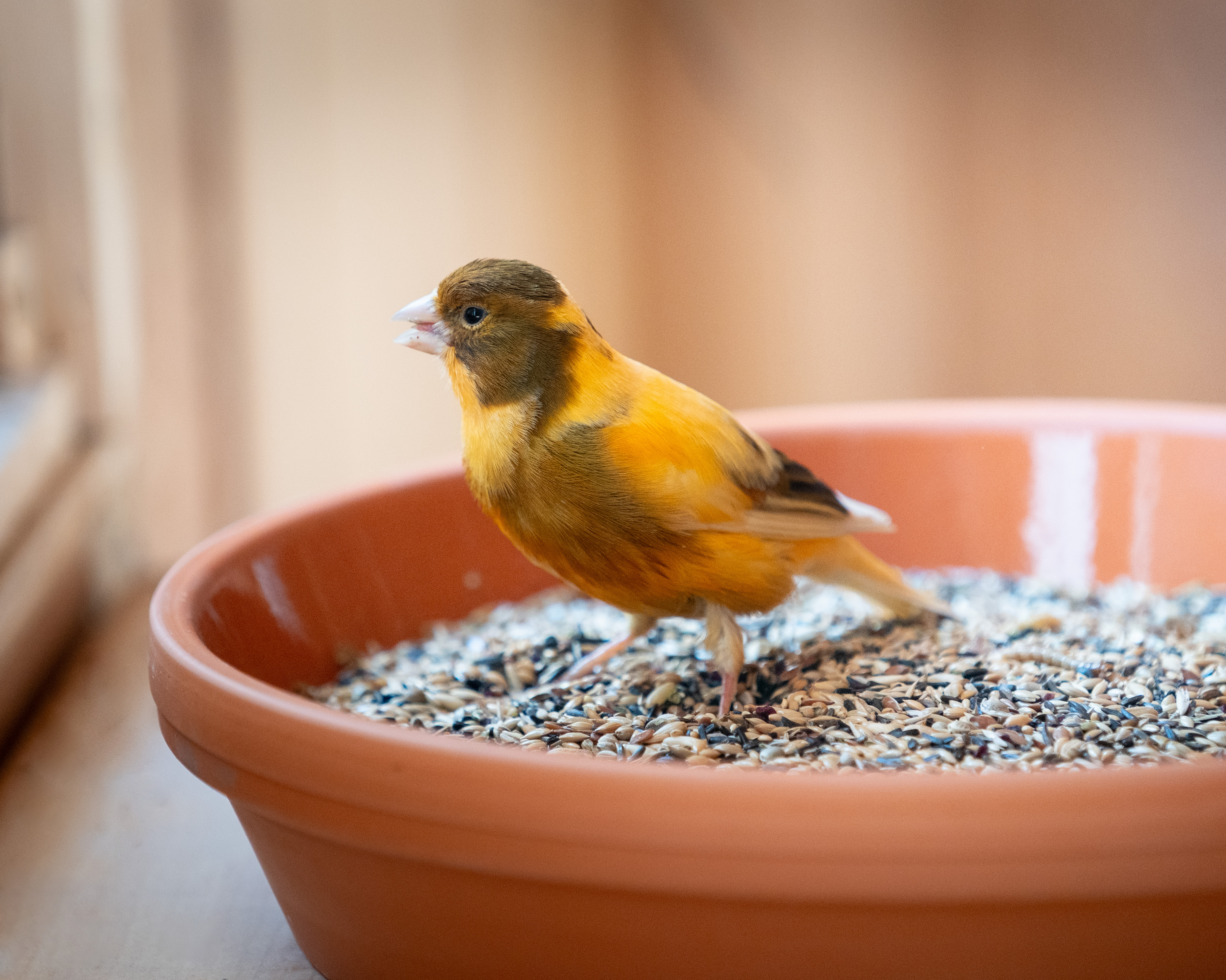 DSC05764x4H7XrKle0xh0