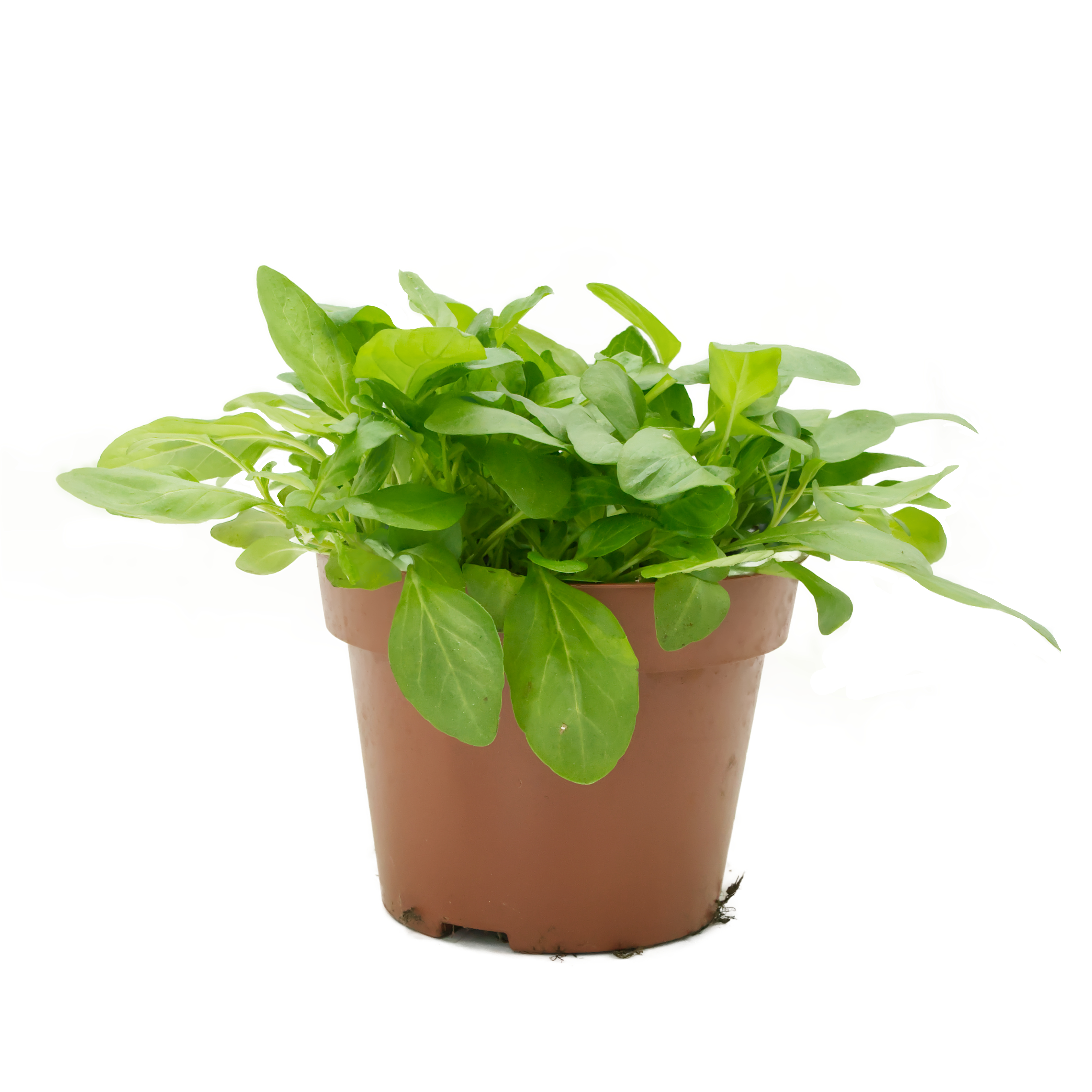 braunelle-futterpflanze-fuer-voegel