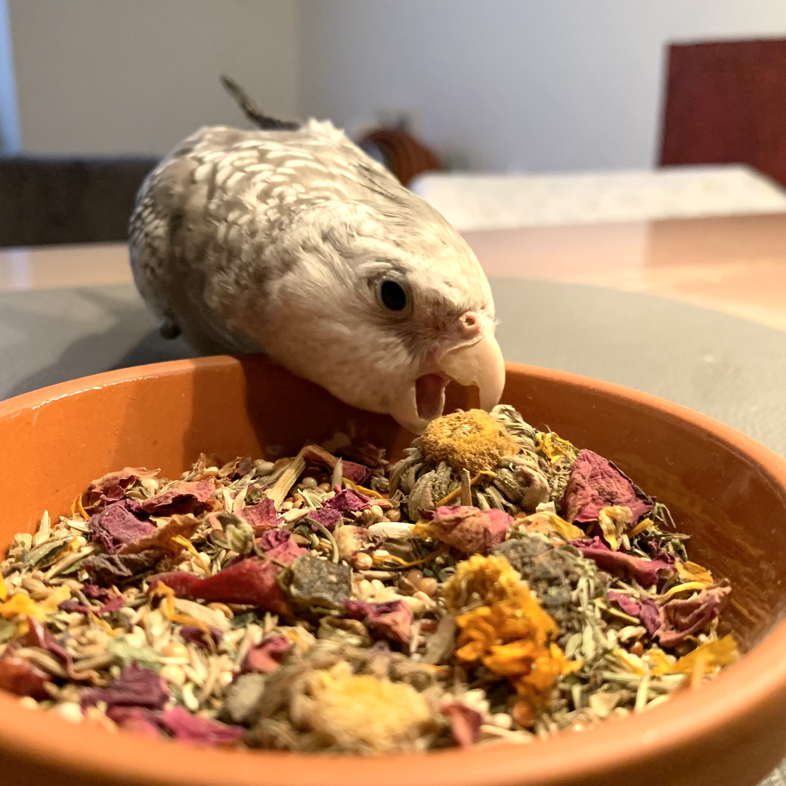 grosssittich-und-kleinpapageien-futter-nymphensittiche-katharinasittiche-ziegensittiche4 Großsittich & Kleinpapagei Premium-Mischung 1kg