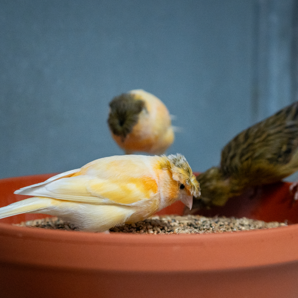 Kanarien ohne Rübsen