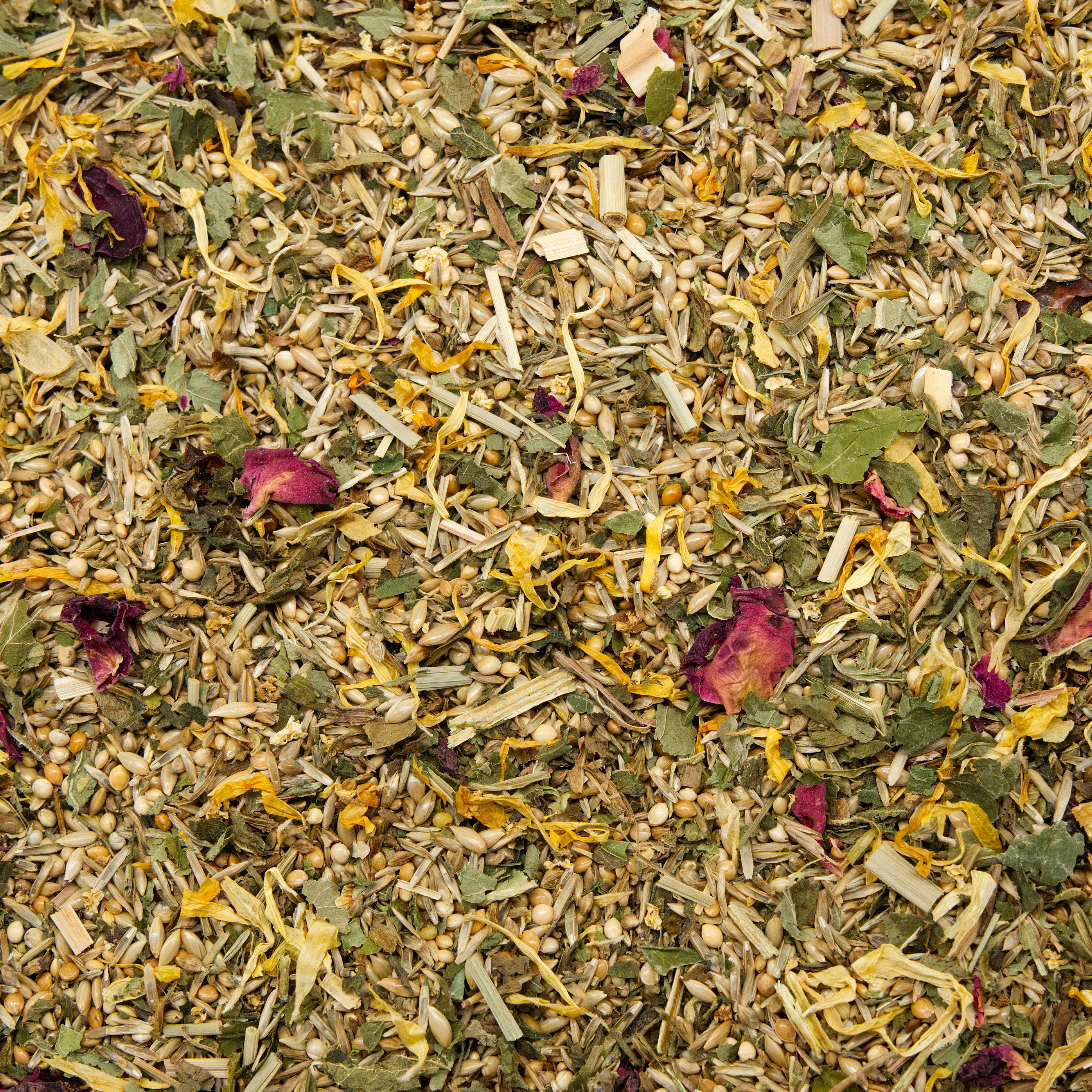 wellensittich_balance_wellensittichfutter_fettleber_diaet_koernerbude