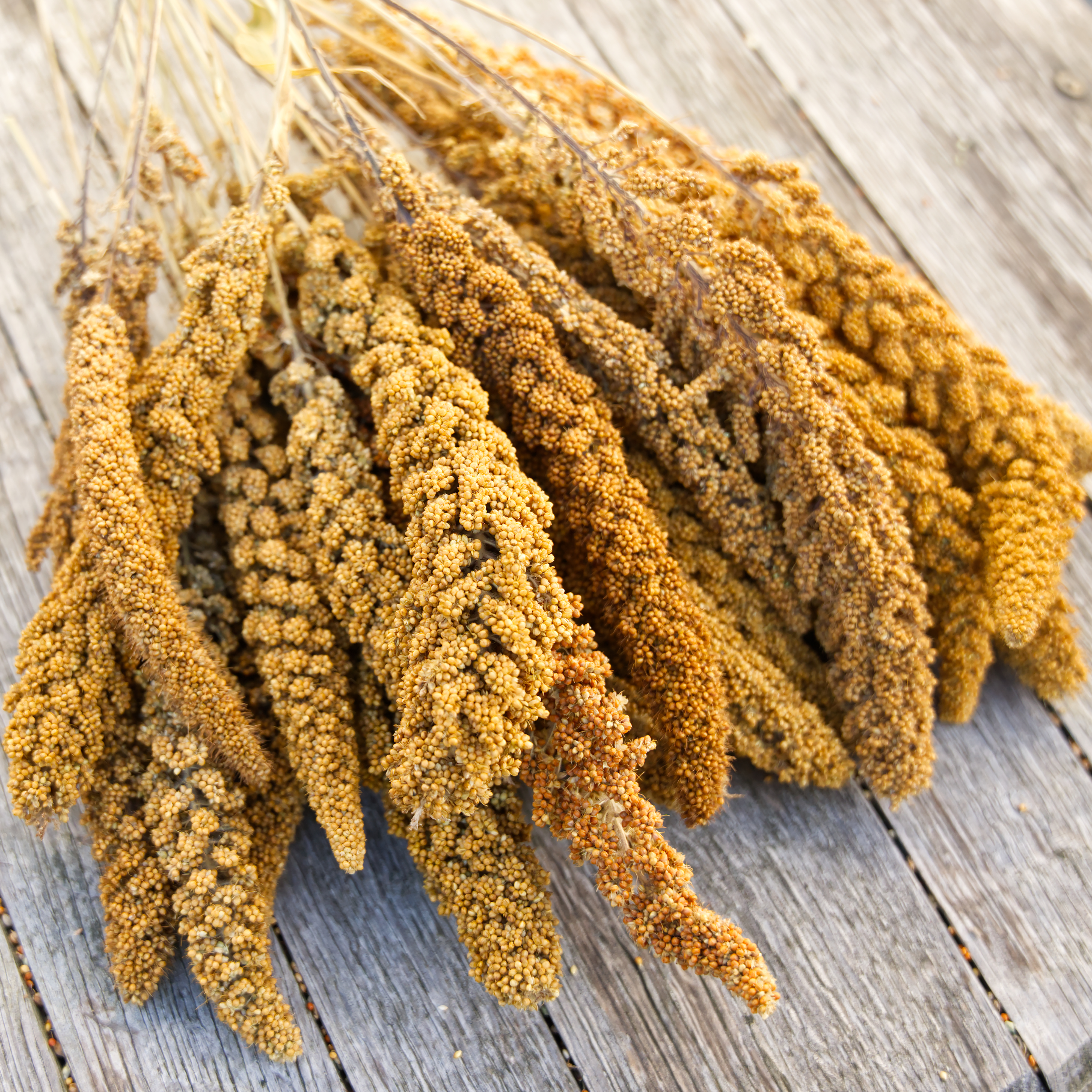 kolbenhirse-deutsch-gelb-fuer-voegel Kolbenhirse, deutsch gelb-weiß