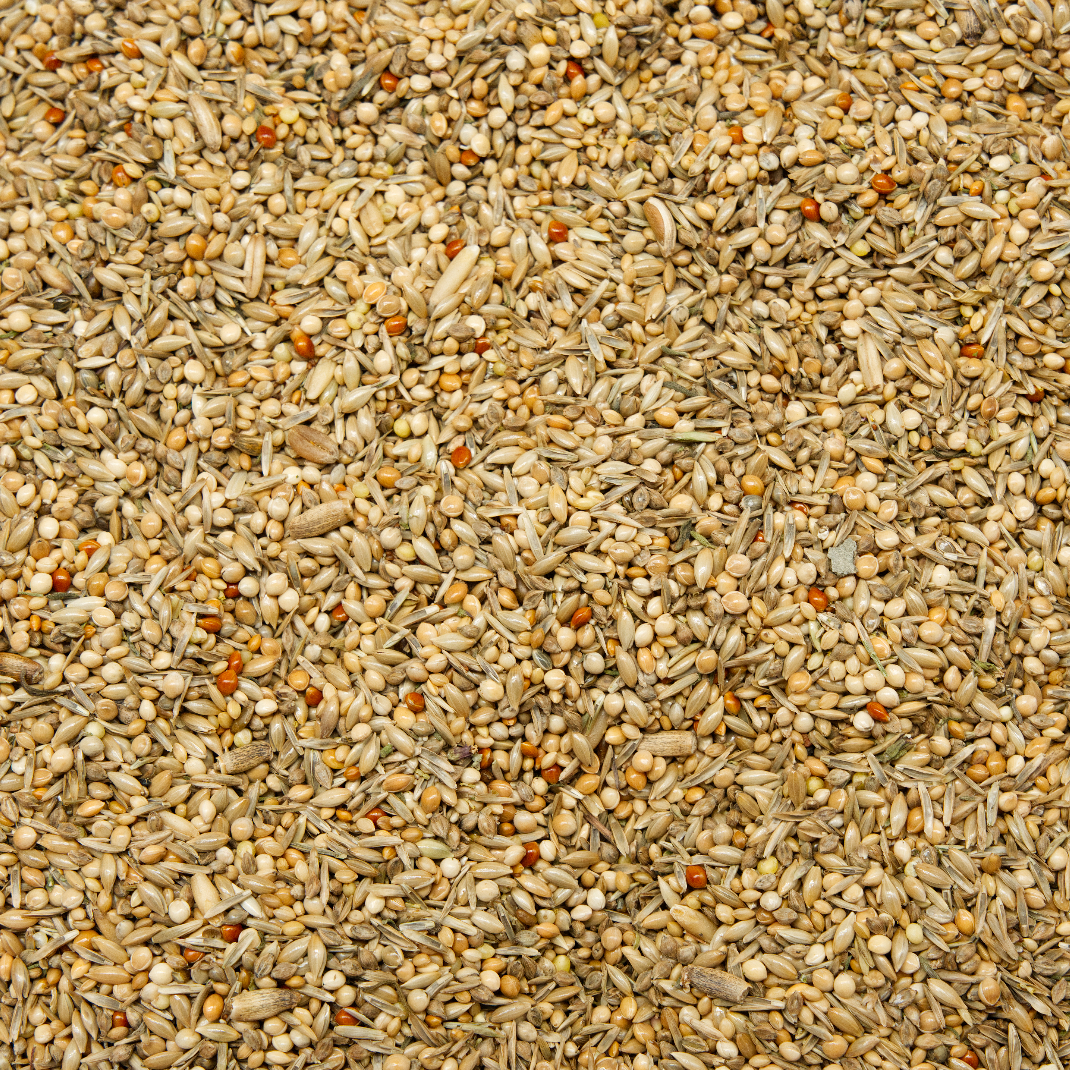 nymphensittiche_praerie_koernerbude