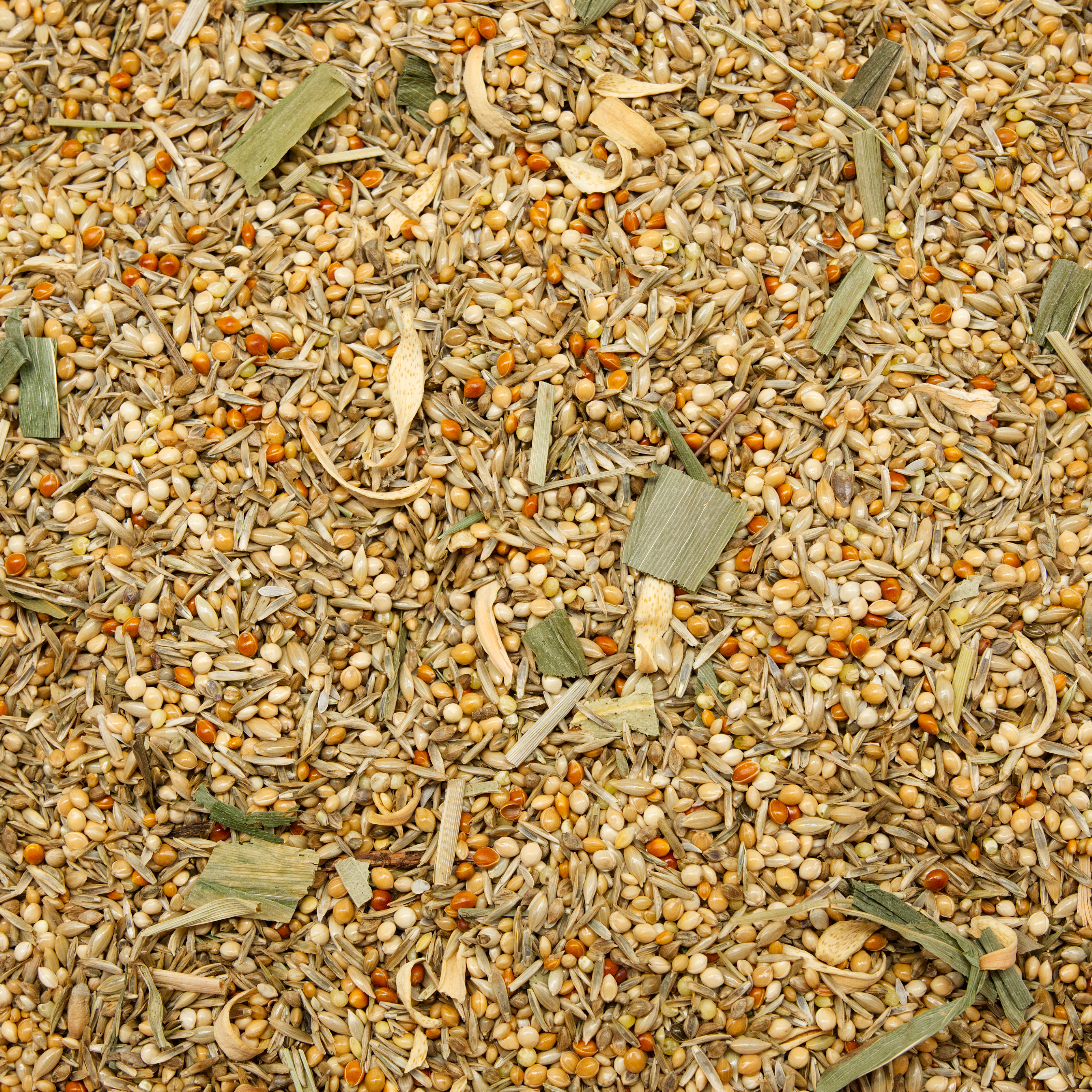 Wellensittich Australien