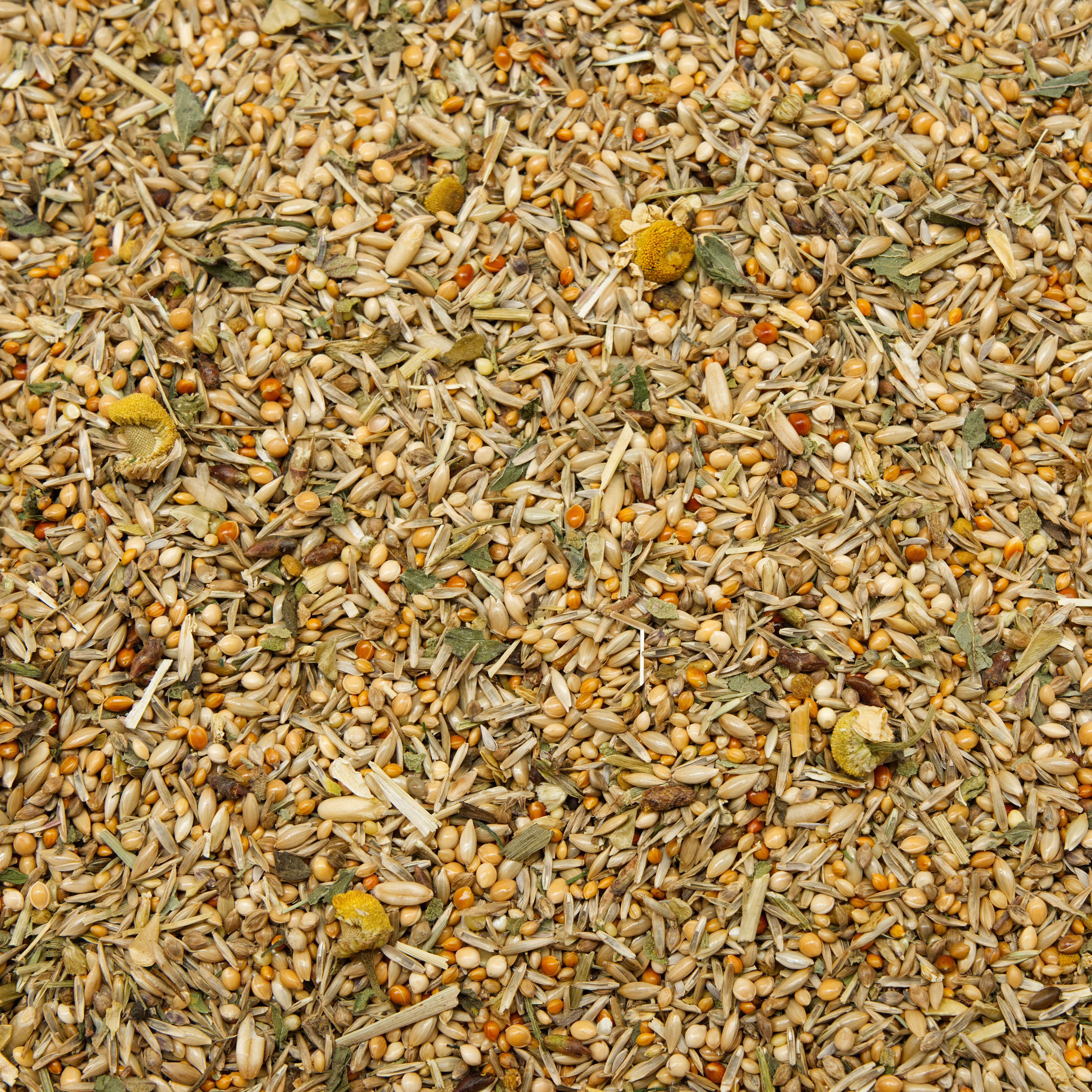 wellensittich_kraeuterwohl_wellensittichfutter_koernerbude