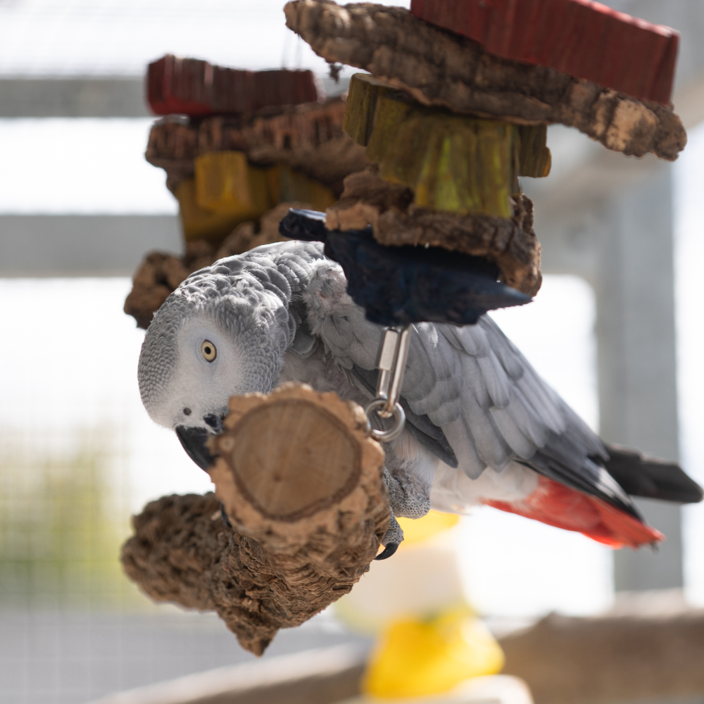 Kork-Spielzeug-Schaukel-vogelschaukel-papageienschaukel-1
