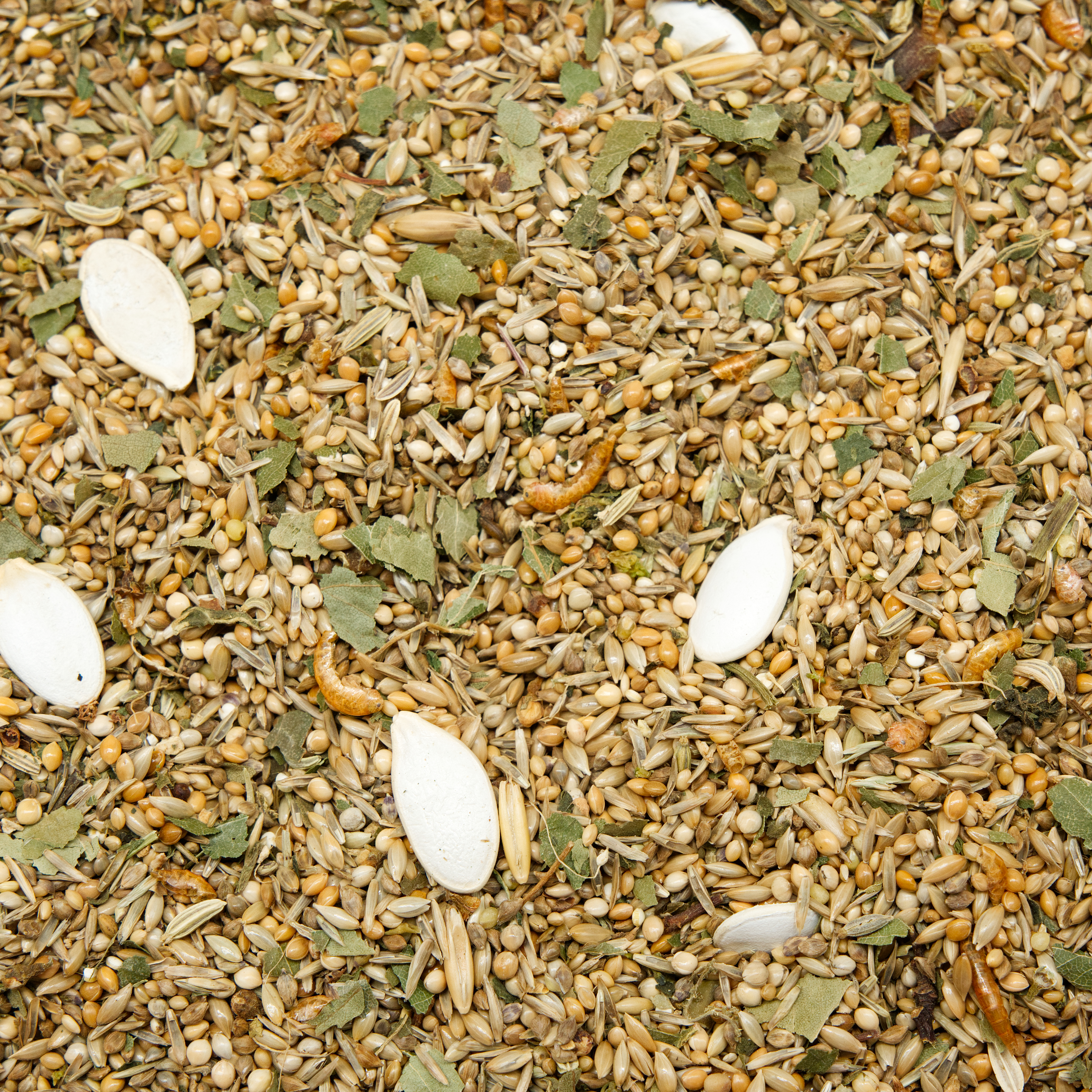 mischung_muskelaufbau_wellensittichfutter_grosssittichfutter_koernerbude Mischung Muskelaufbau, 500g