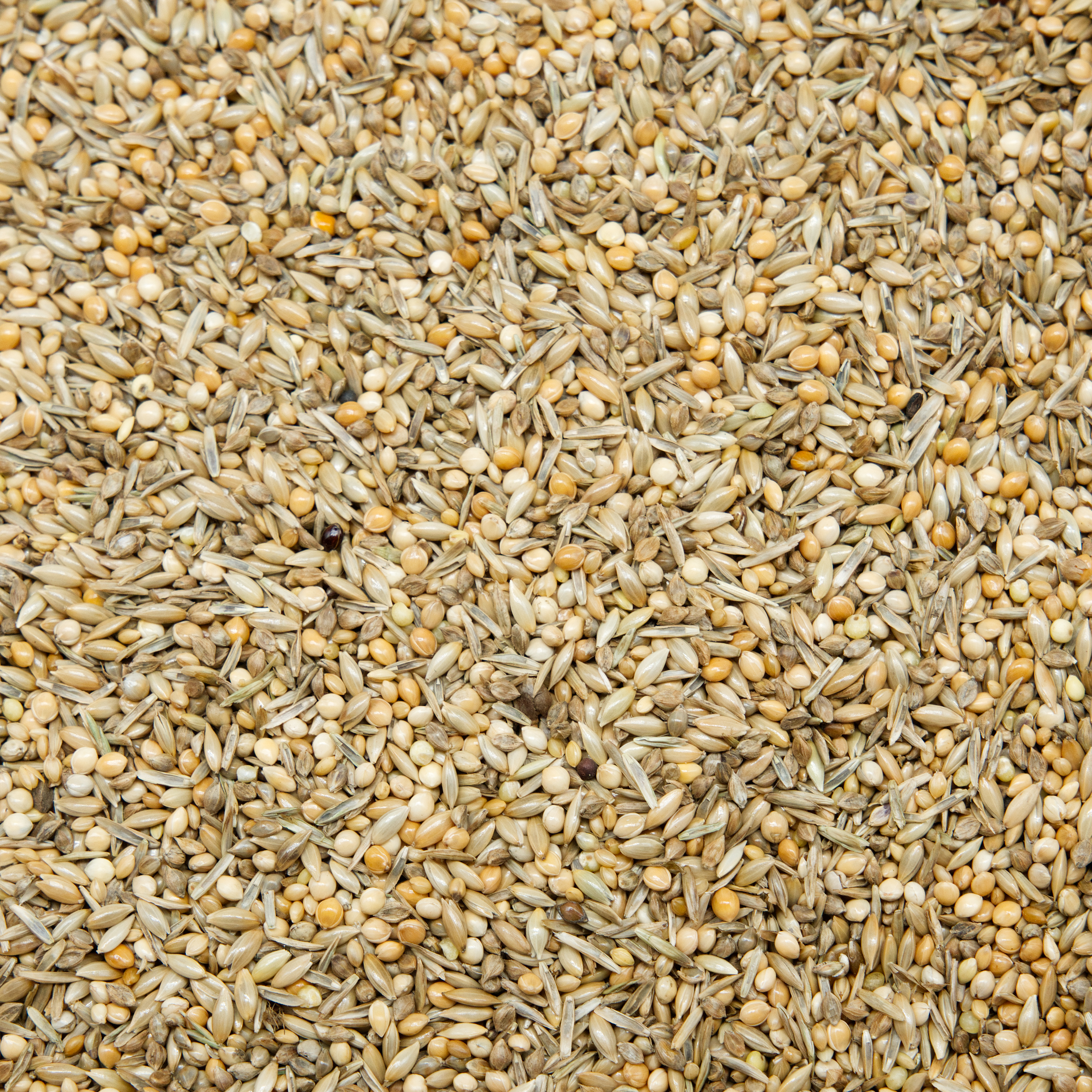 mischung_wiesengr-ser_wellensittichfutter_koernerbude Mischung Wiesengräser