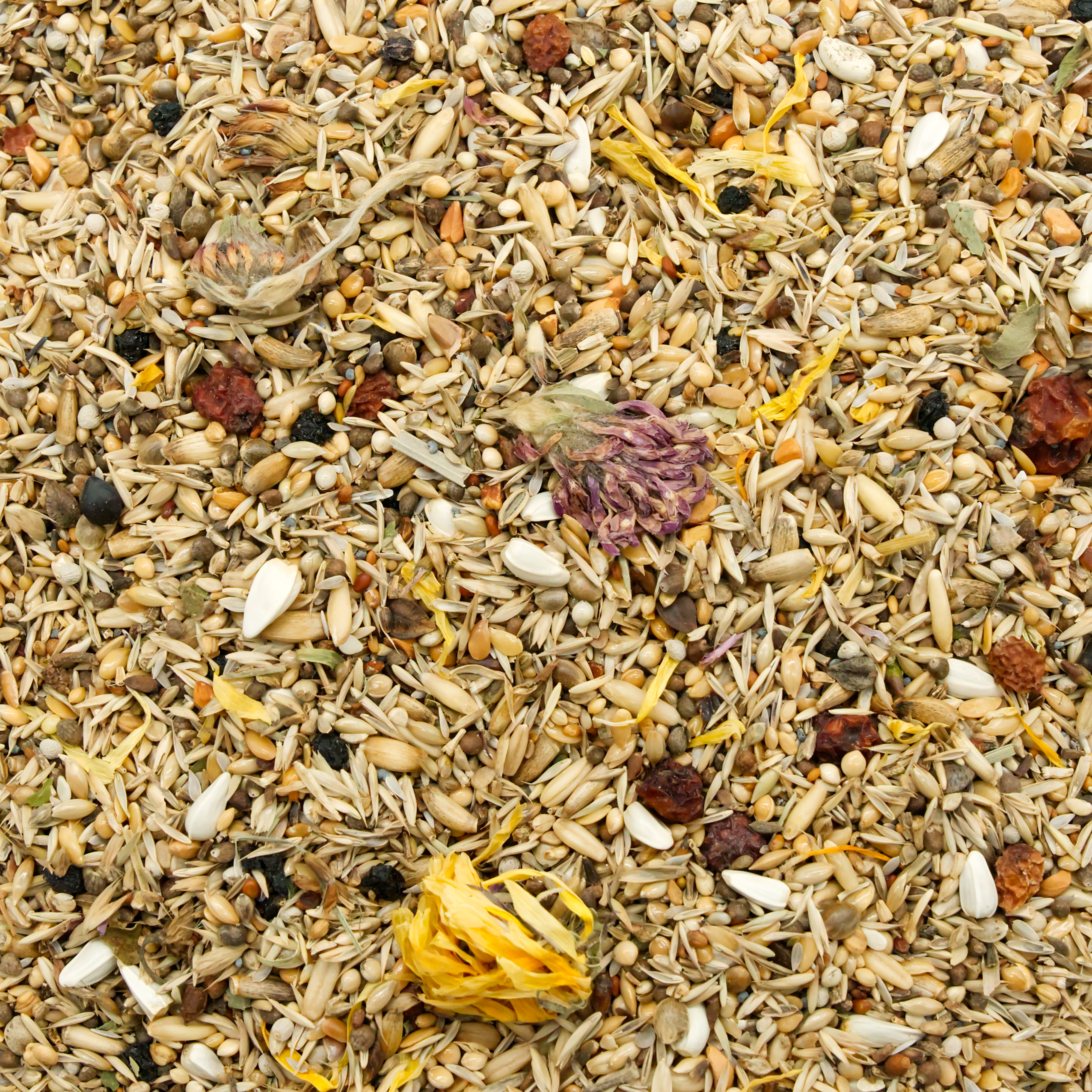 wildvogel_spezial_kuekenzeit