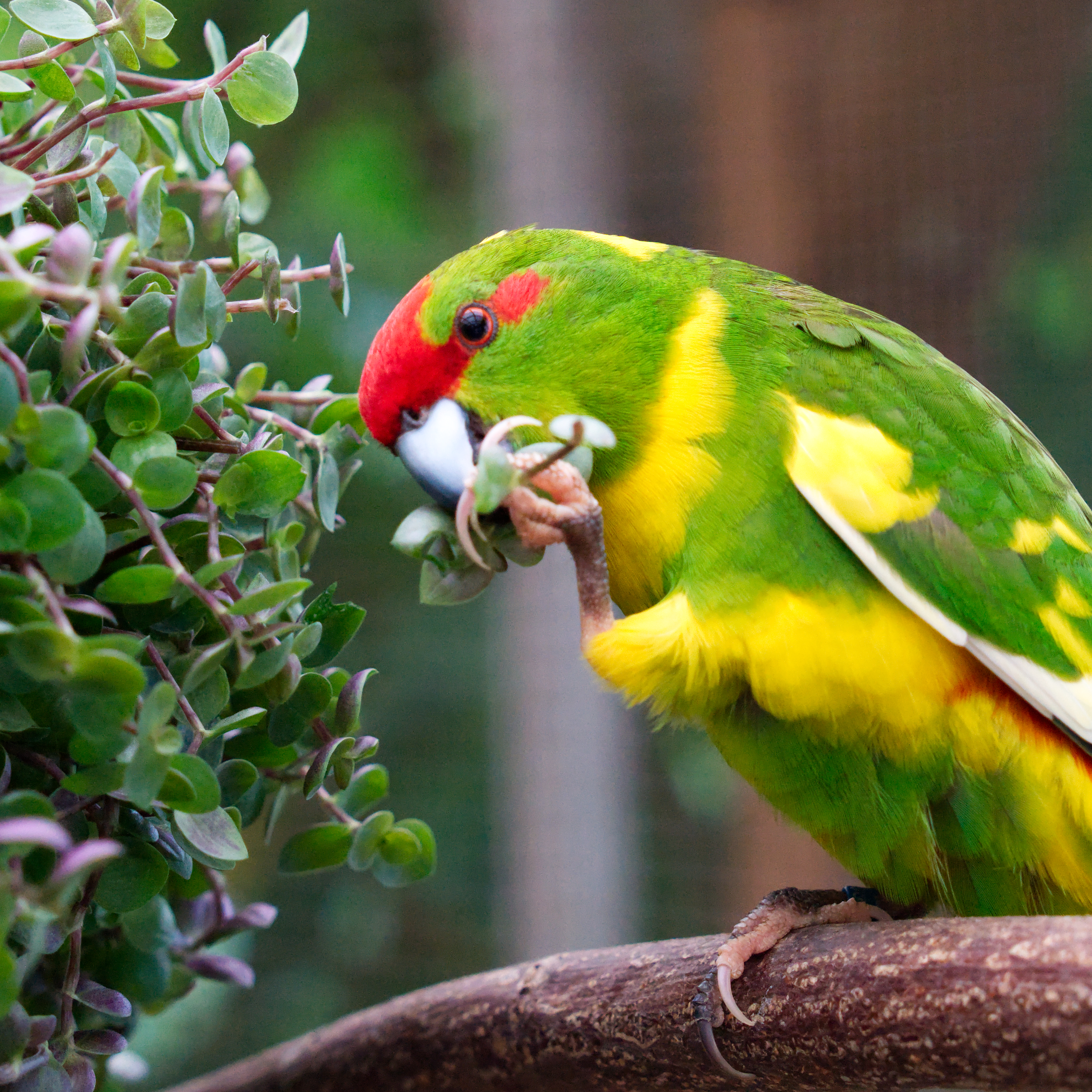 callisia-schoenpolster-vogelfutter-pflanzen-futterpflanzen-koernerbude4