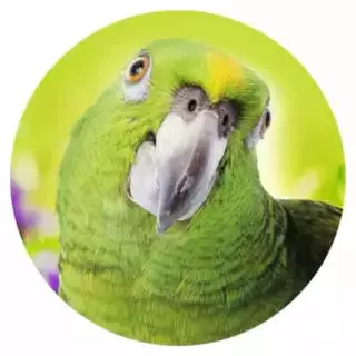 Geeignet-fuer-9-Amazonen