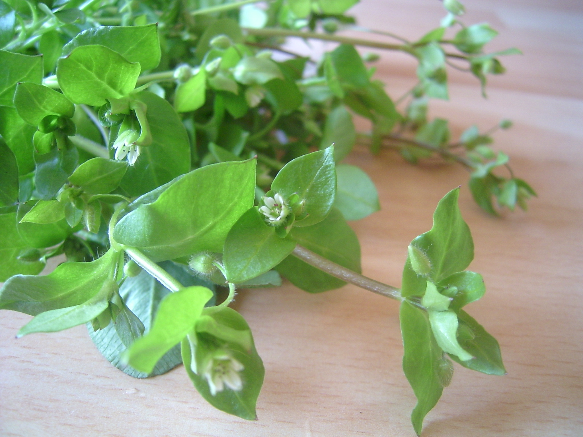 vogelmiere-vogelfutter-pflanzen