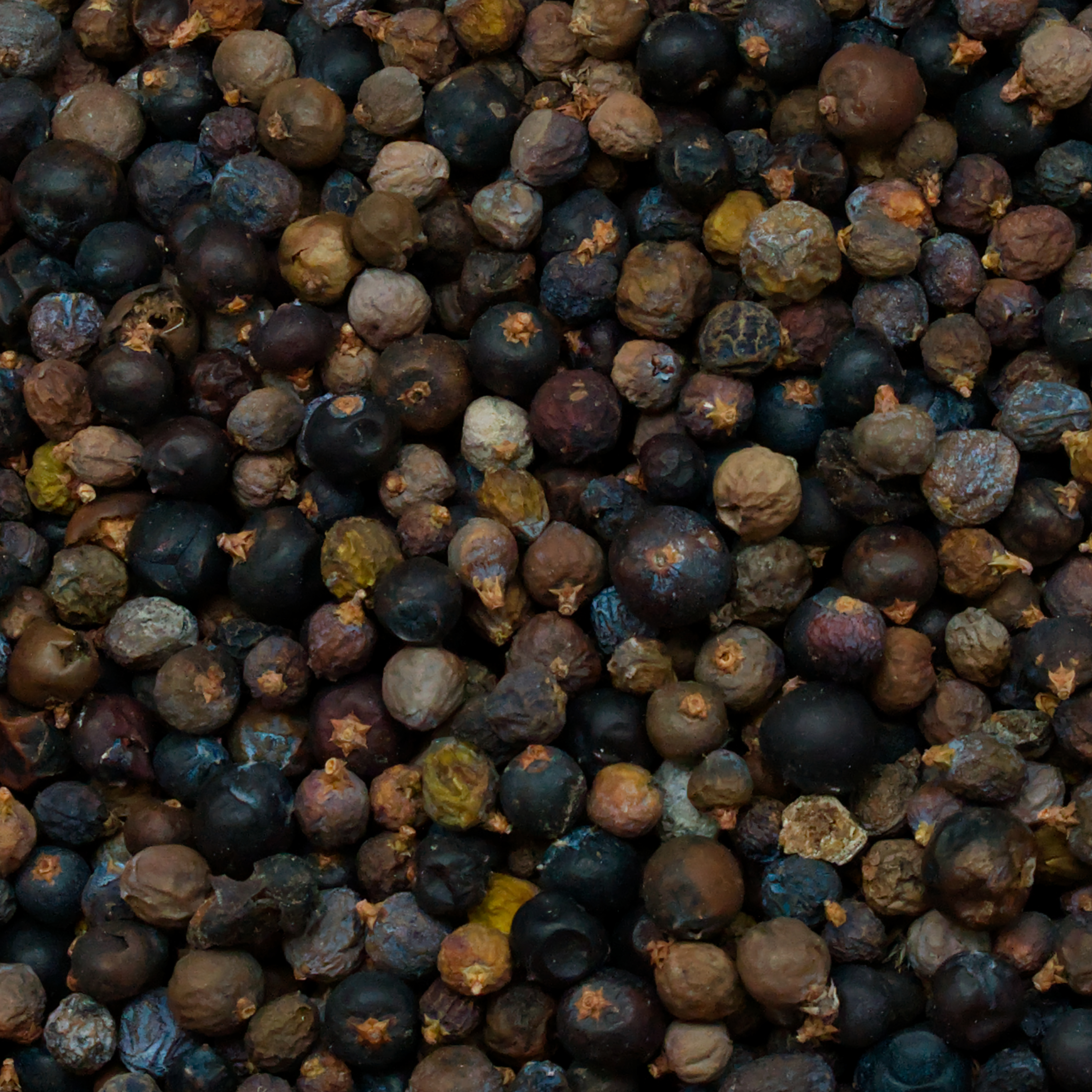 wacholderbeeren-einzelfutter-koernerbude-voegel1 Wacholderbeeren