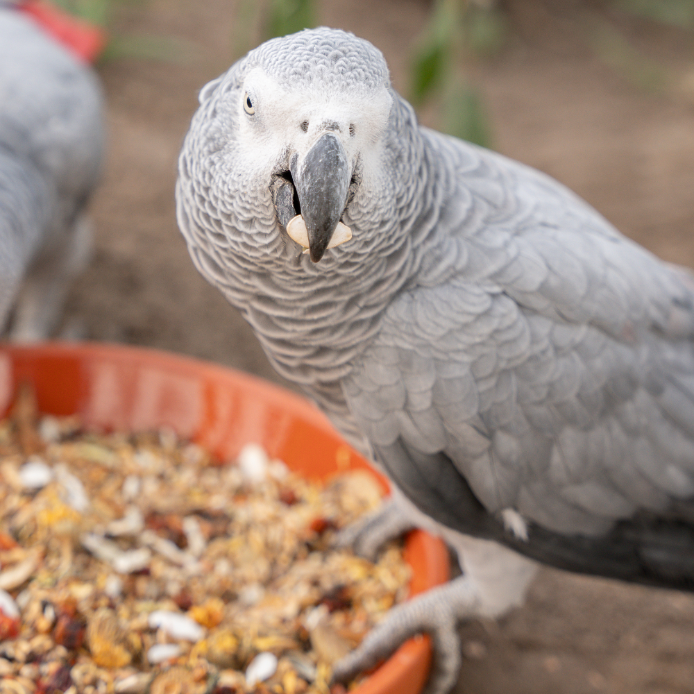 afrika-graupapagei-futter