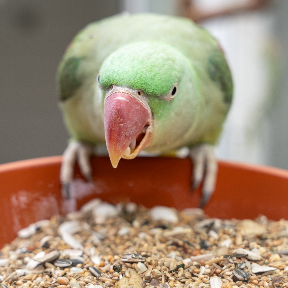 basismischung-halsbandsittiche-halsbandsittichfutter-1