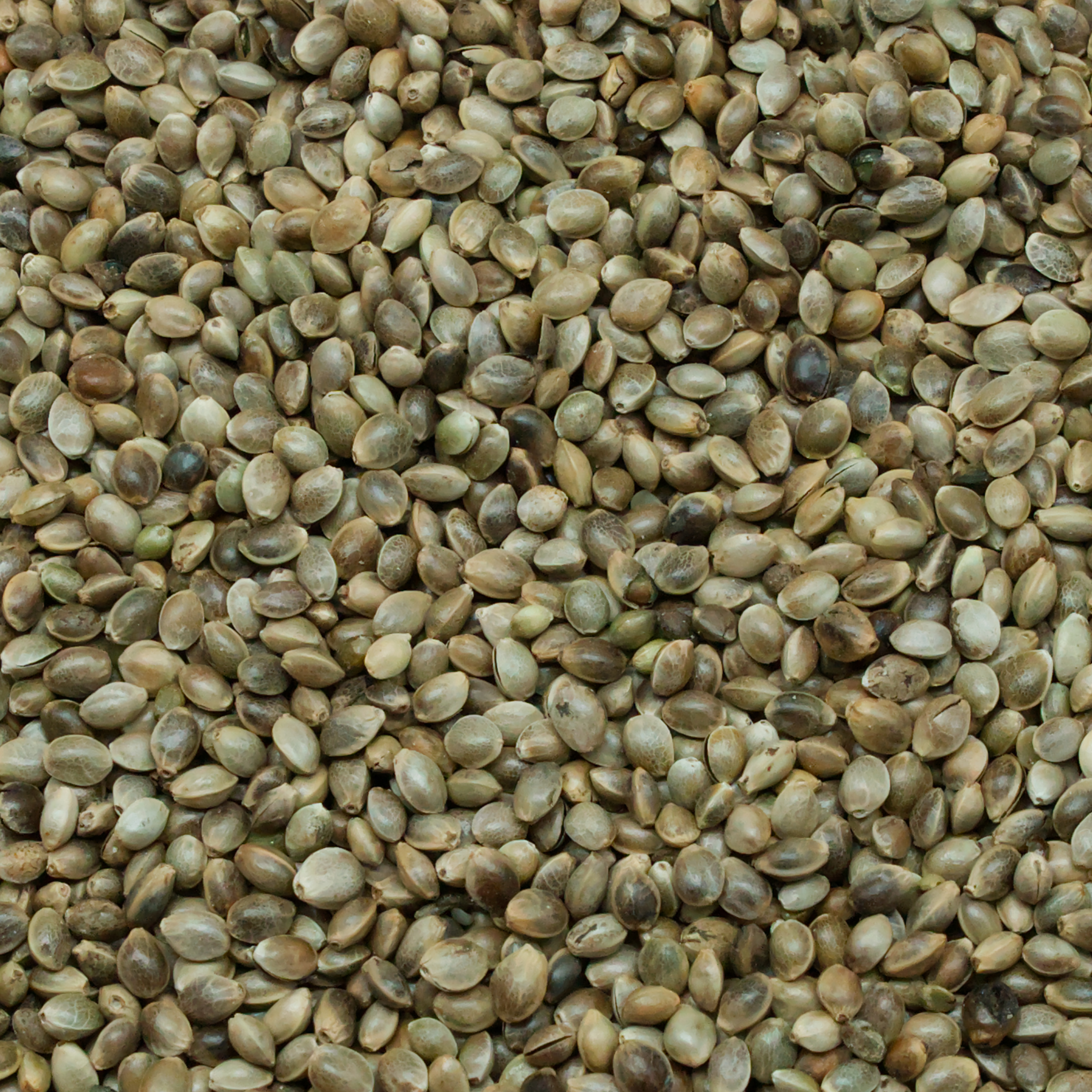 hanfsaat-weiss-einzelfutter-fuer-voegel-koernerbude1 Hanfsaat