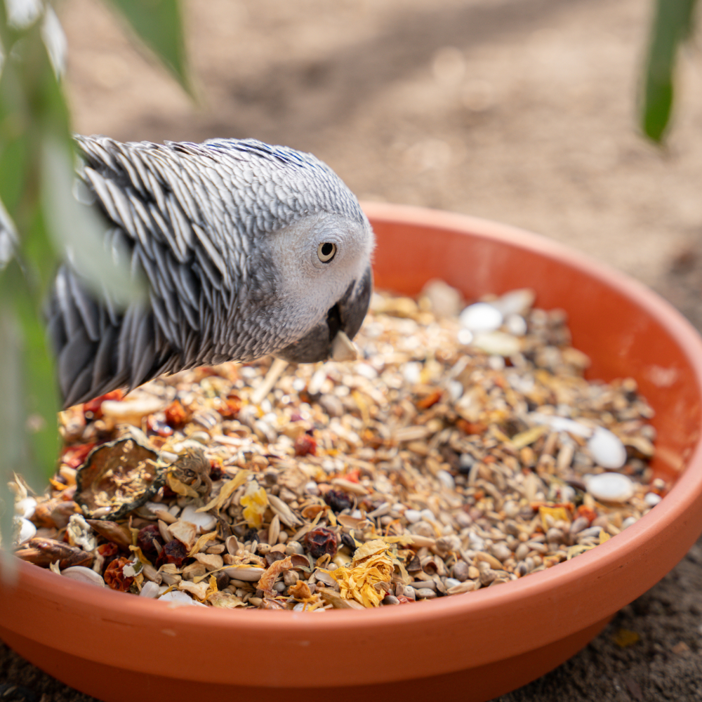 afrika-graupapagei-futter-2