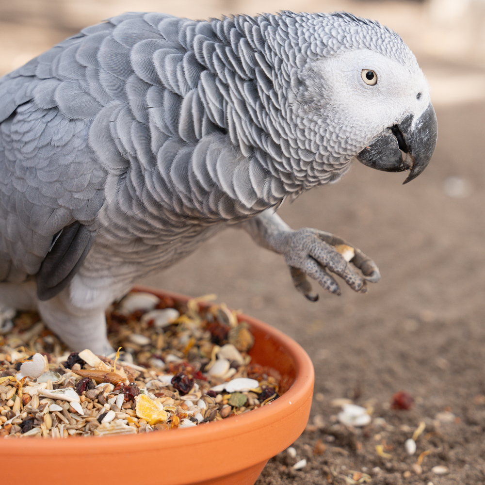afrika-graupapagei-futter-1