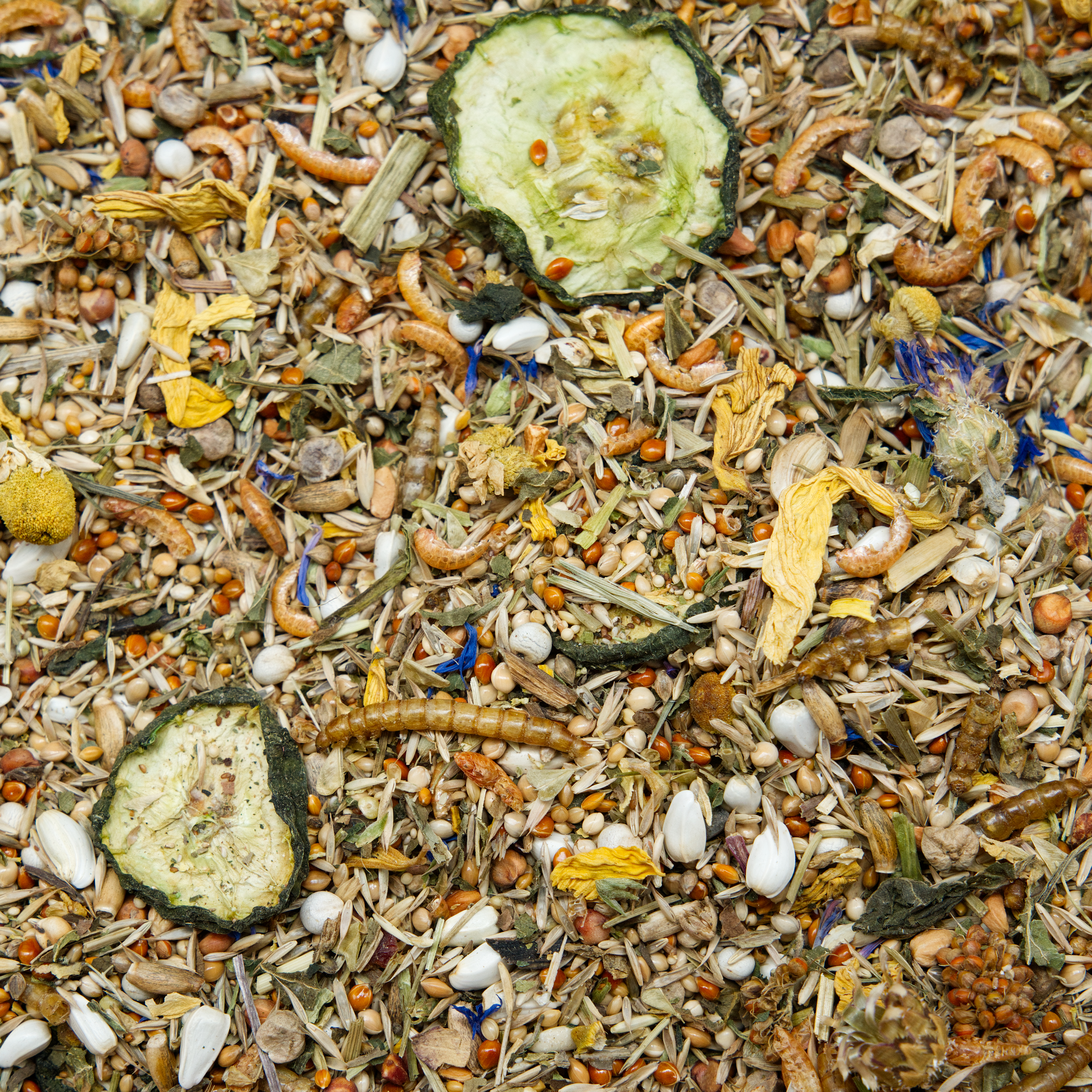 Zwerghamster Spezial