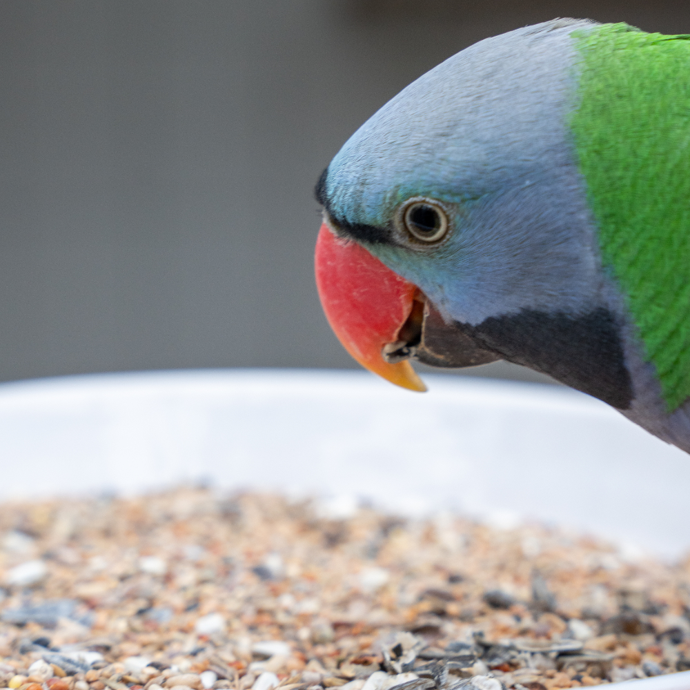 grosssittich-spezial-chinasittich-grosssitttichfutter-2