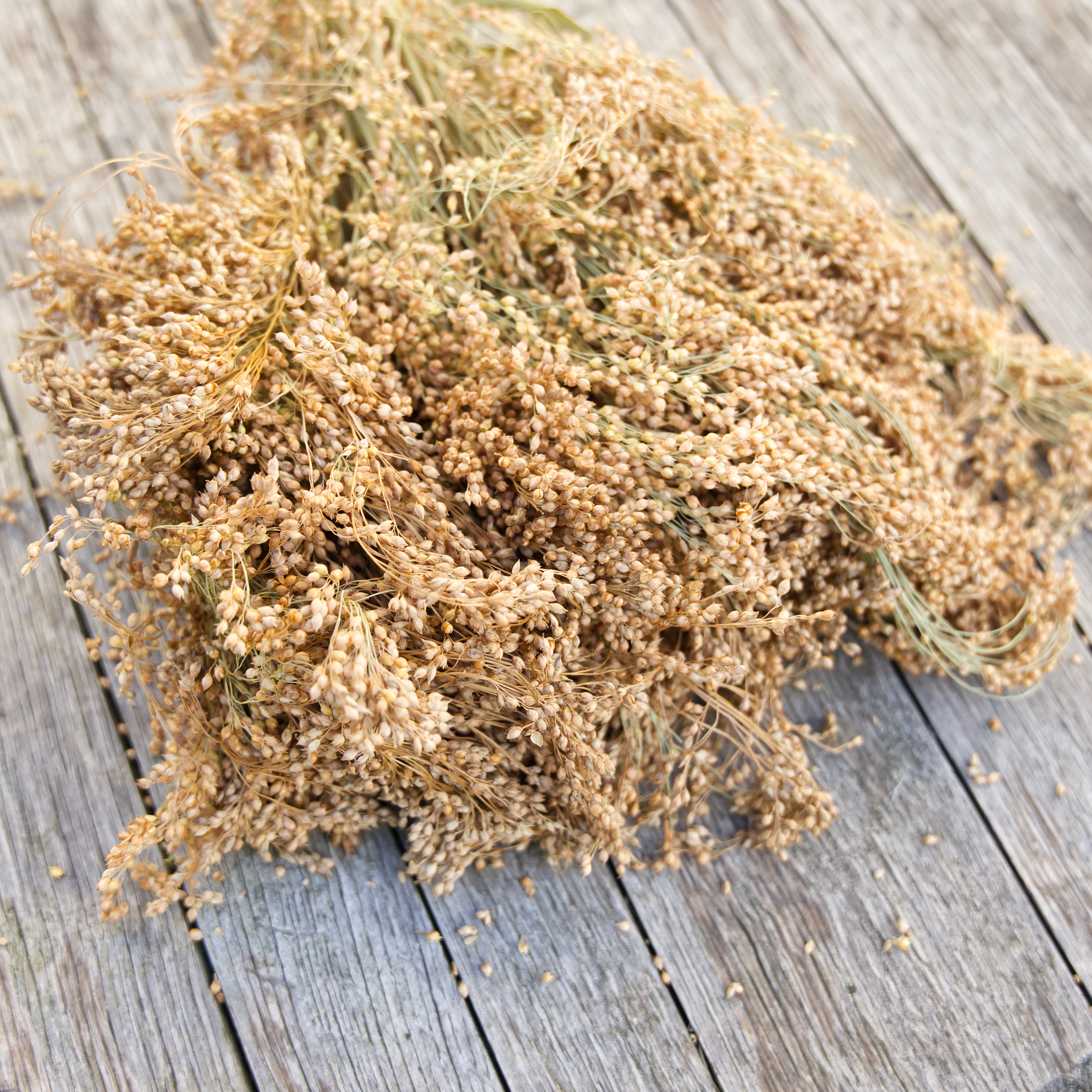 rispenhirse-weiss-fuer-voegel Rispenhirse, weiß deutsch (Silberhirse)