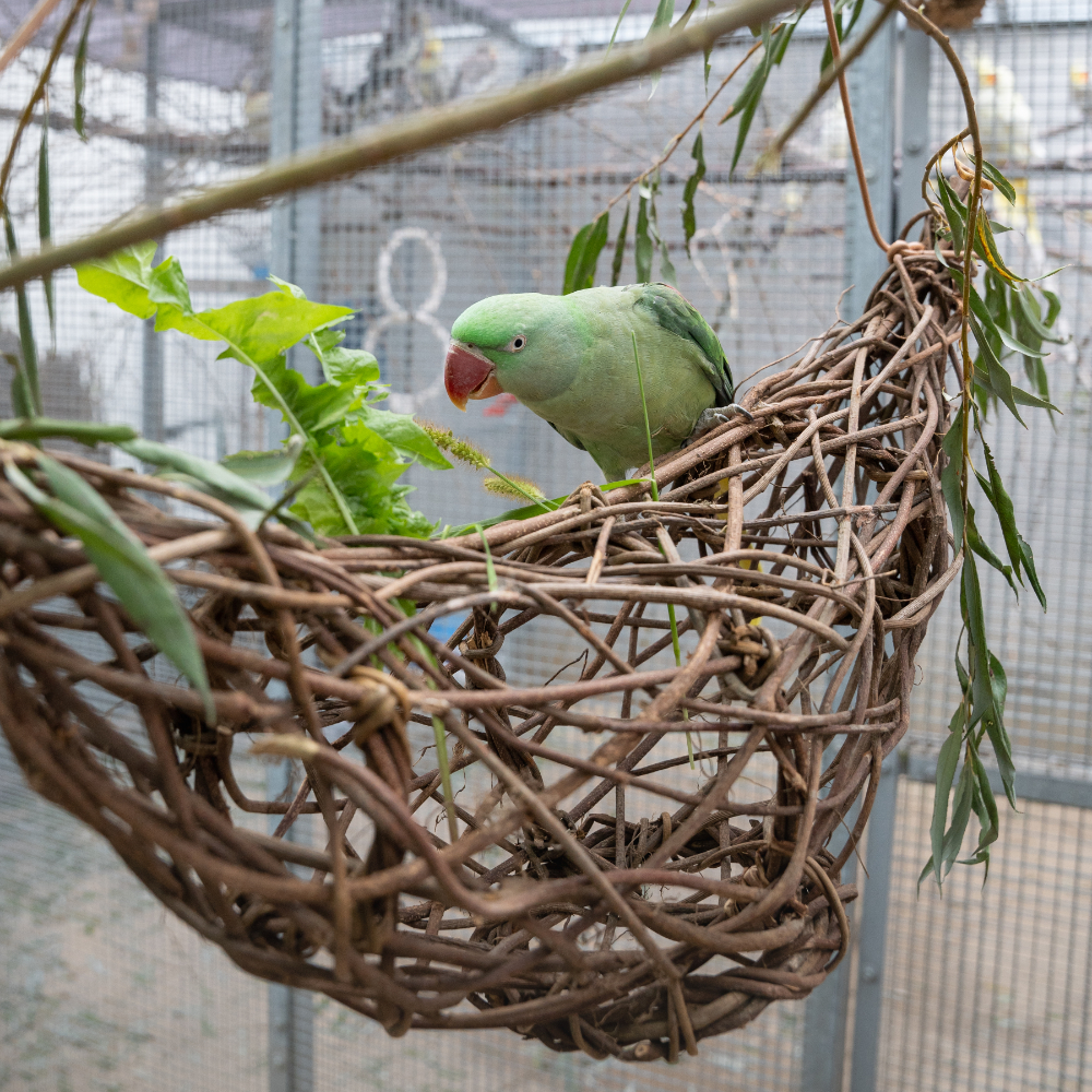 kletter-schiffchen-vogelspielzeug-2 Kletter-Schiffchen, 50 - 80 cm