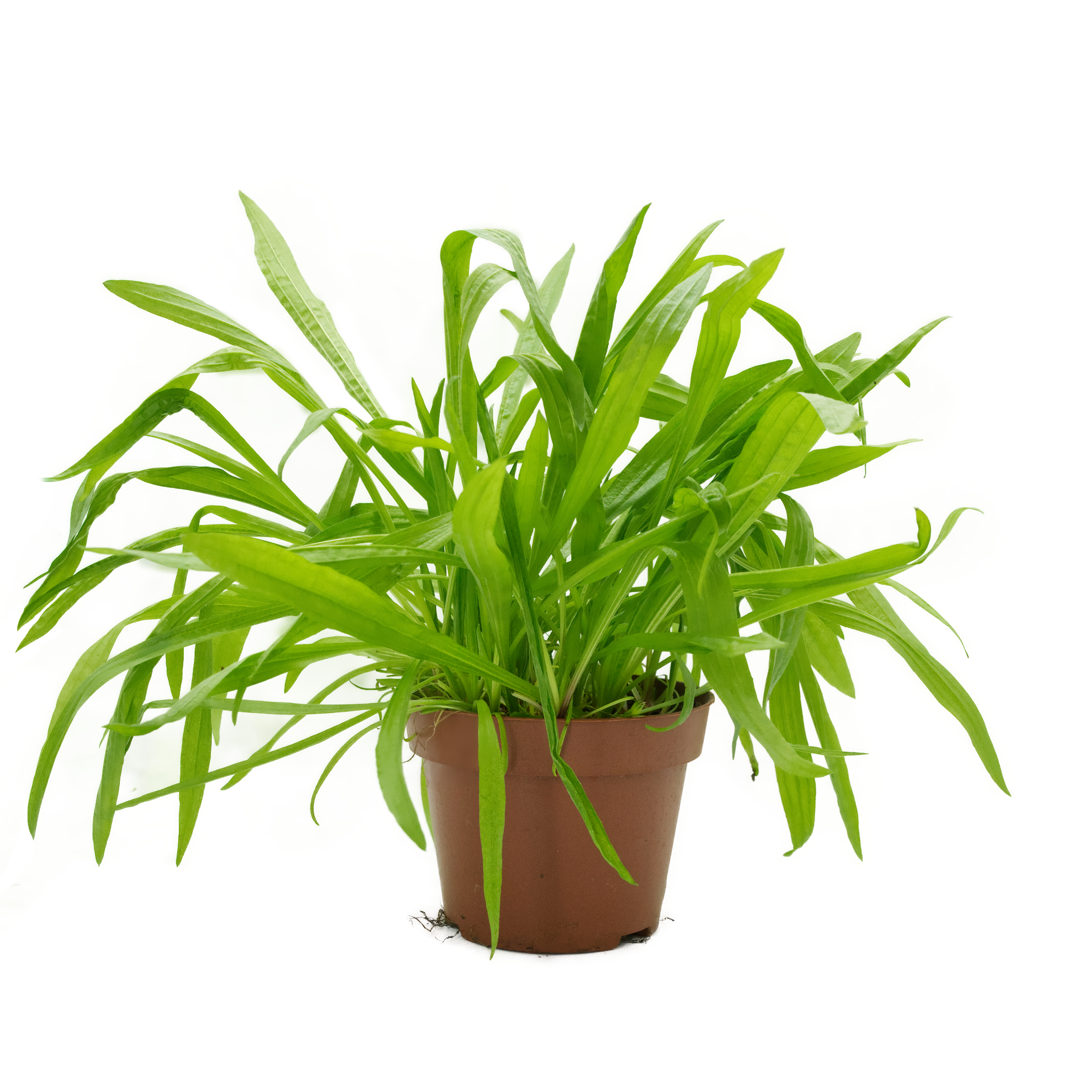 Wegerich, naturbelassen