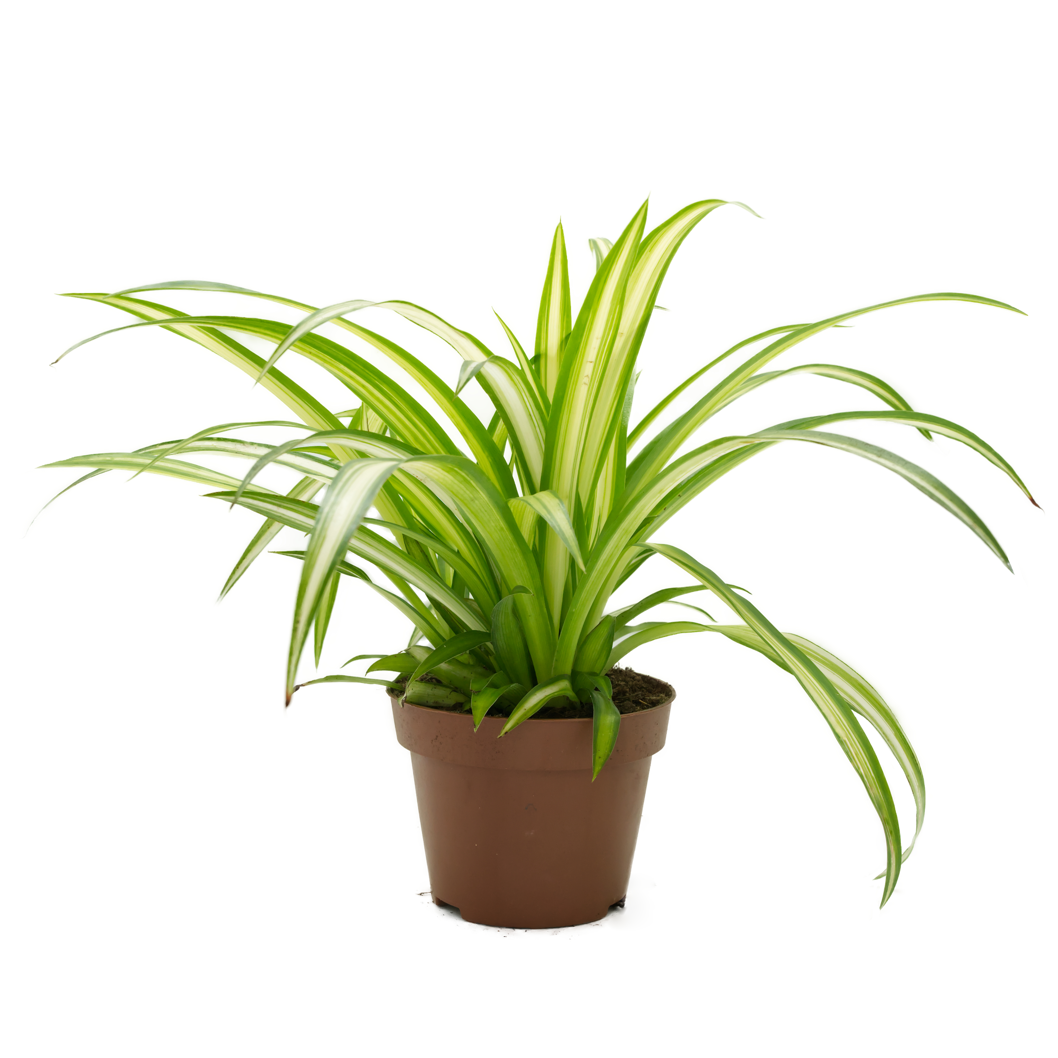 gruenlilie-futterpflanze-fuer-voegel-unbehandelt-koernerbude Grünlilie (Chlorophytum), naturbelassen