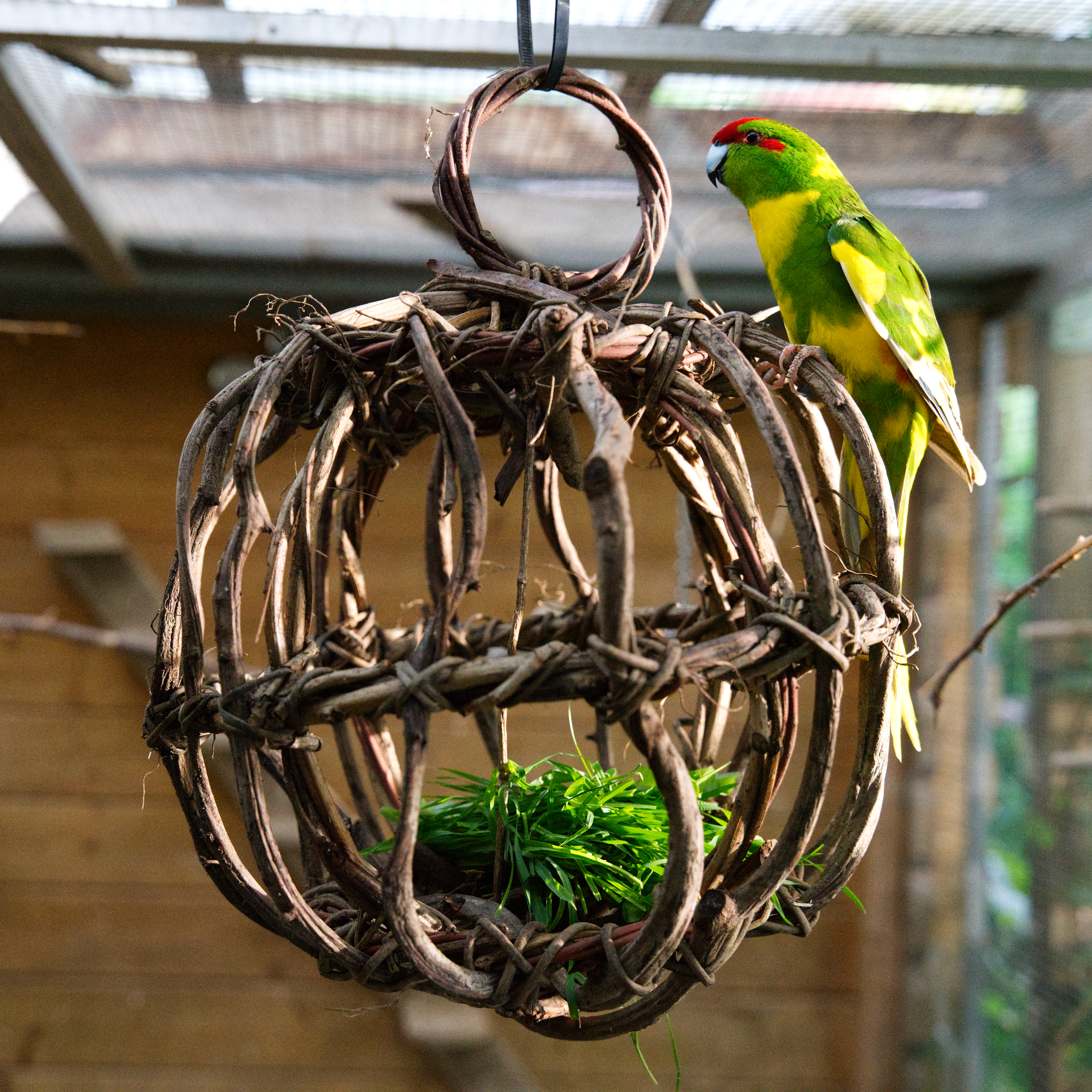 kletter_kugel_fuer_voegel_koernerbude