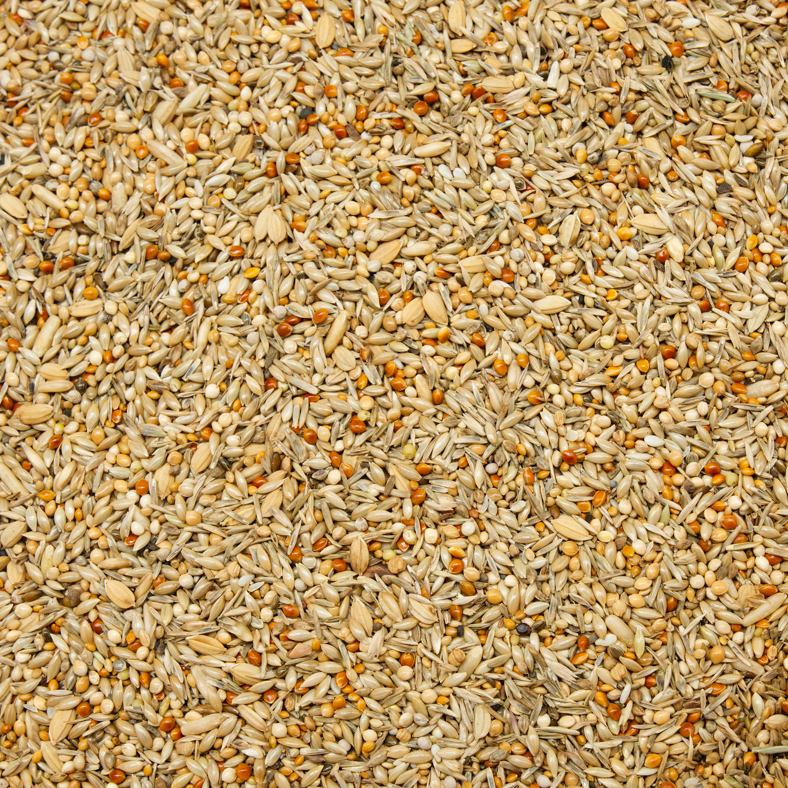 reisfinken_zebrafinken_finkenfutter_koernerbude