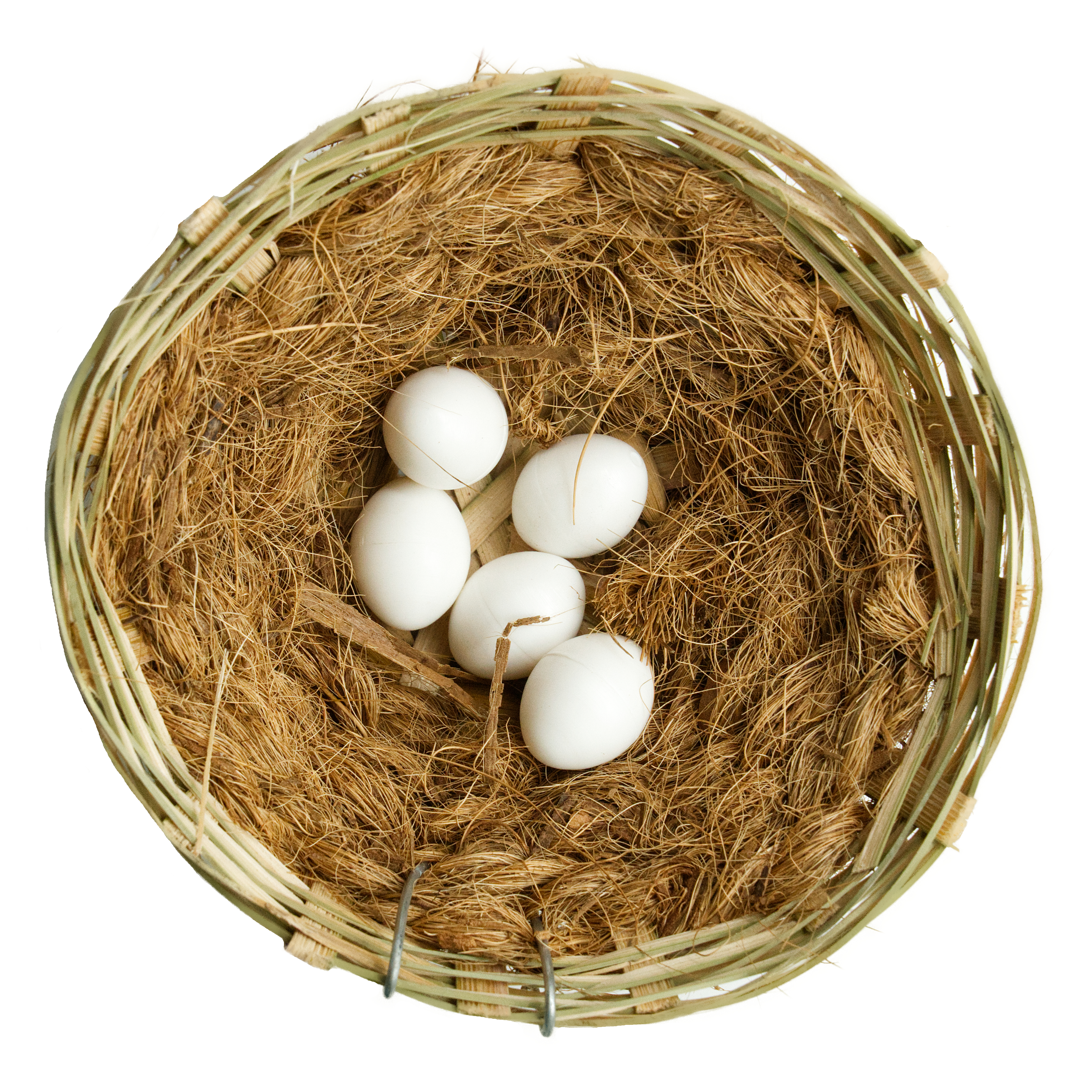 Sitticheier / Nesteier