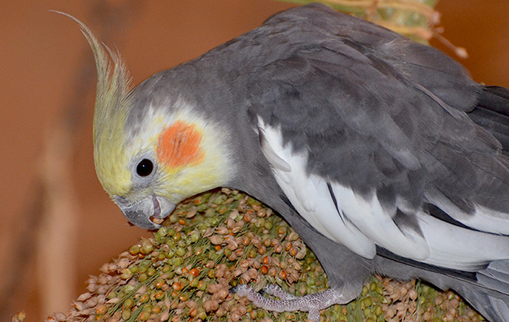 Rispenhirse, deutsch rotkörnig