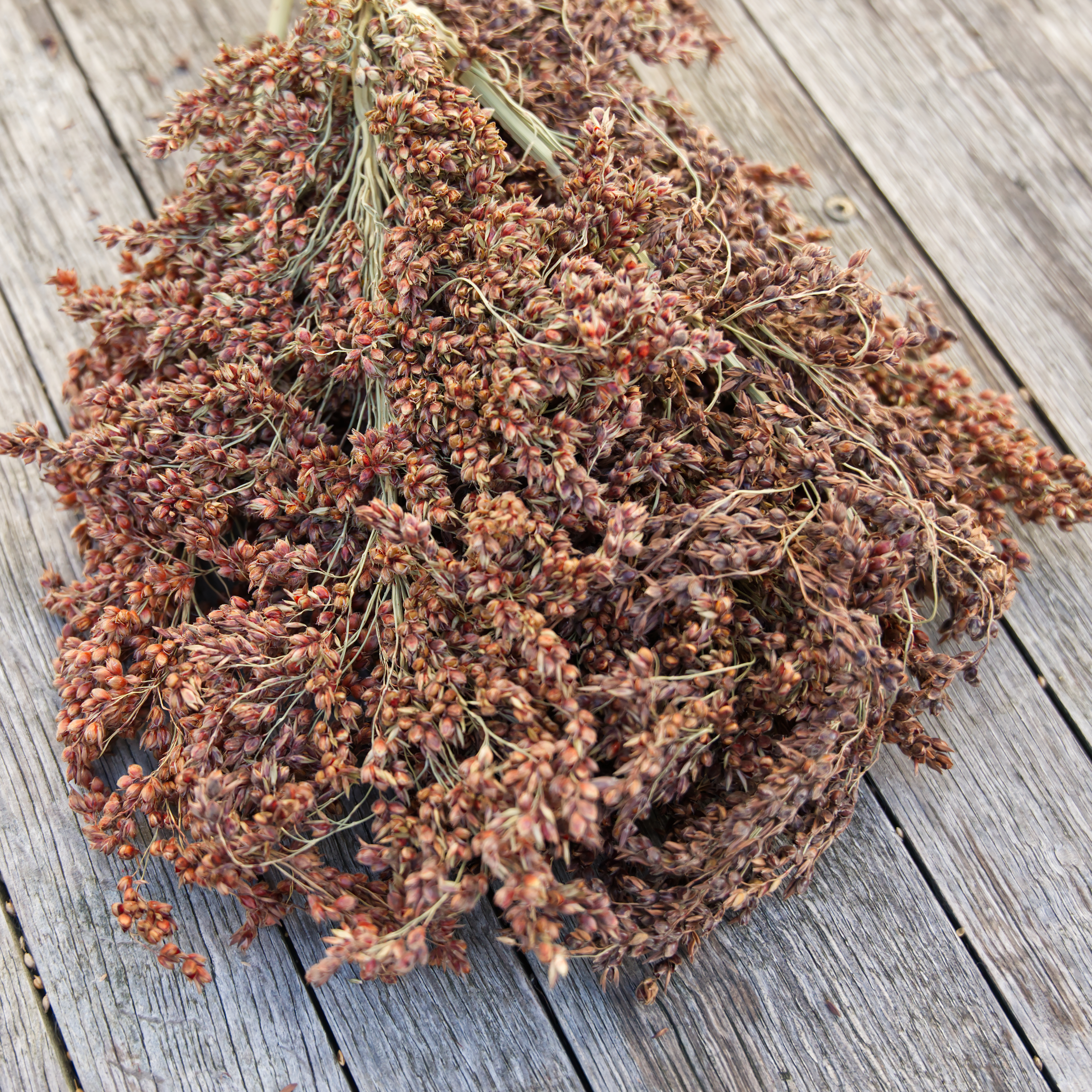 sudangras-fuer-voegel Sudangras