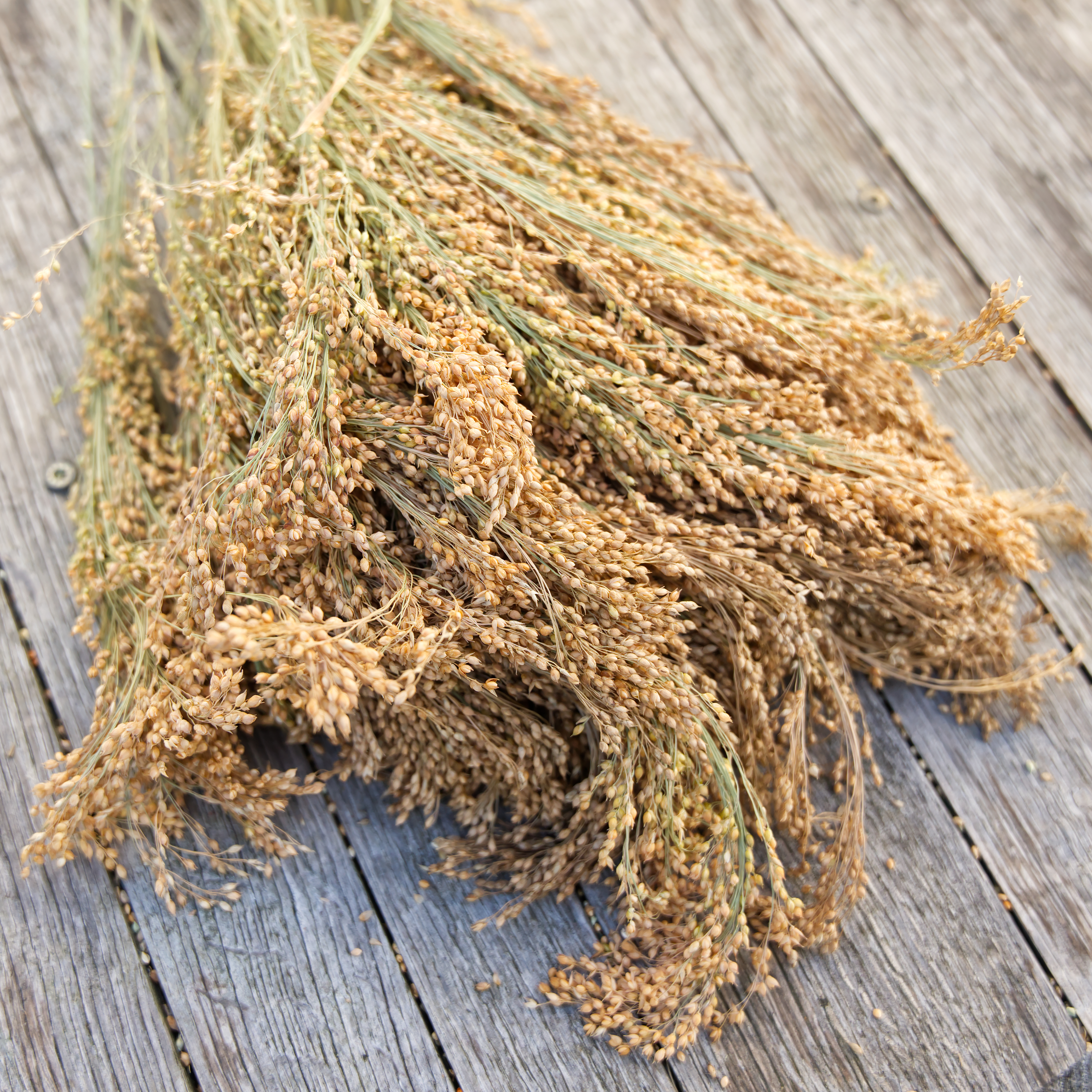 senegal-rispenhirse-fuer-voegel Senegal Rispenhirse, kleinkörnig