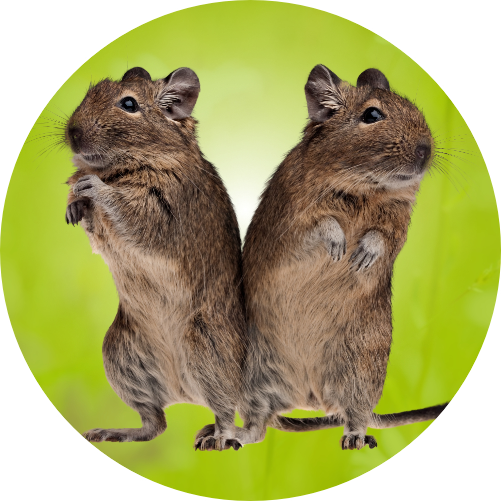 degu_icon