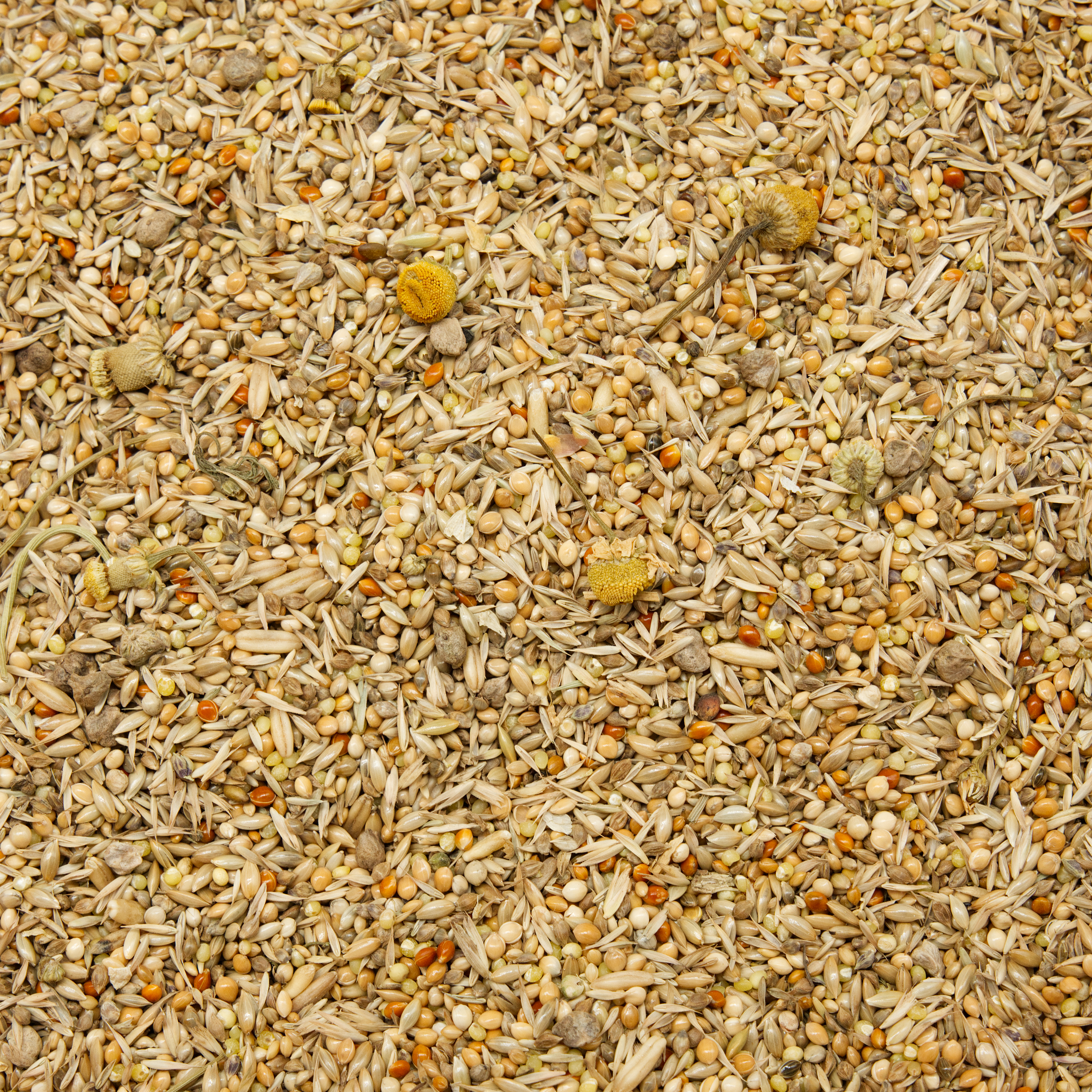 wellis_traum_wellensittichfutter_koernerbude