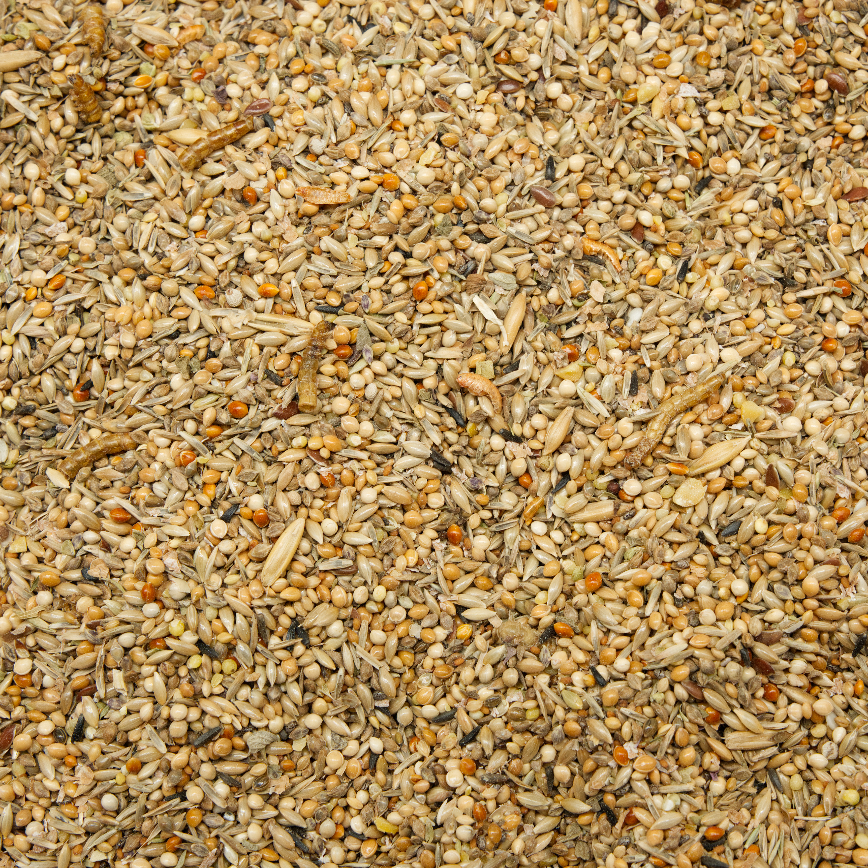 Mischung Zucht und Küken für Sittiche & Exoten