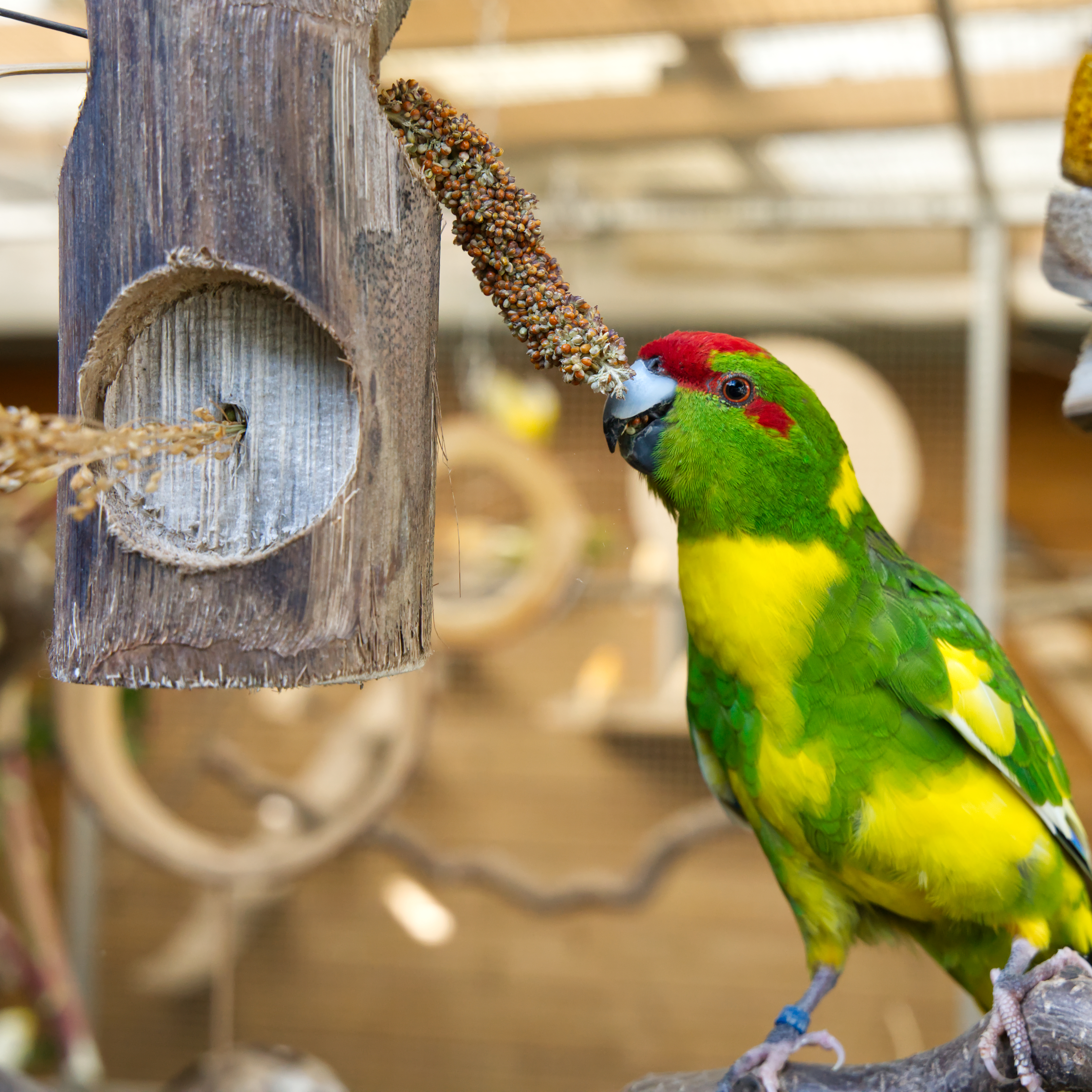 ole-jr-bird-kabob-vogelspielzeug3 Ole JR. Bird Kabob